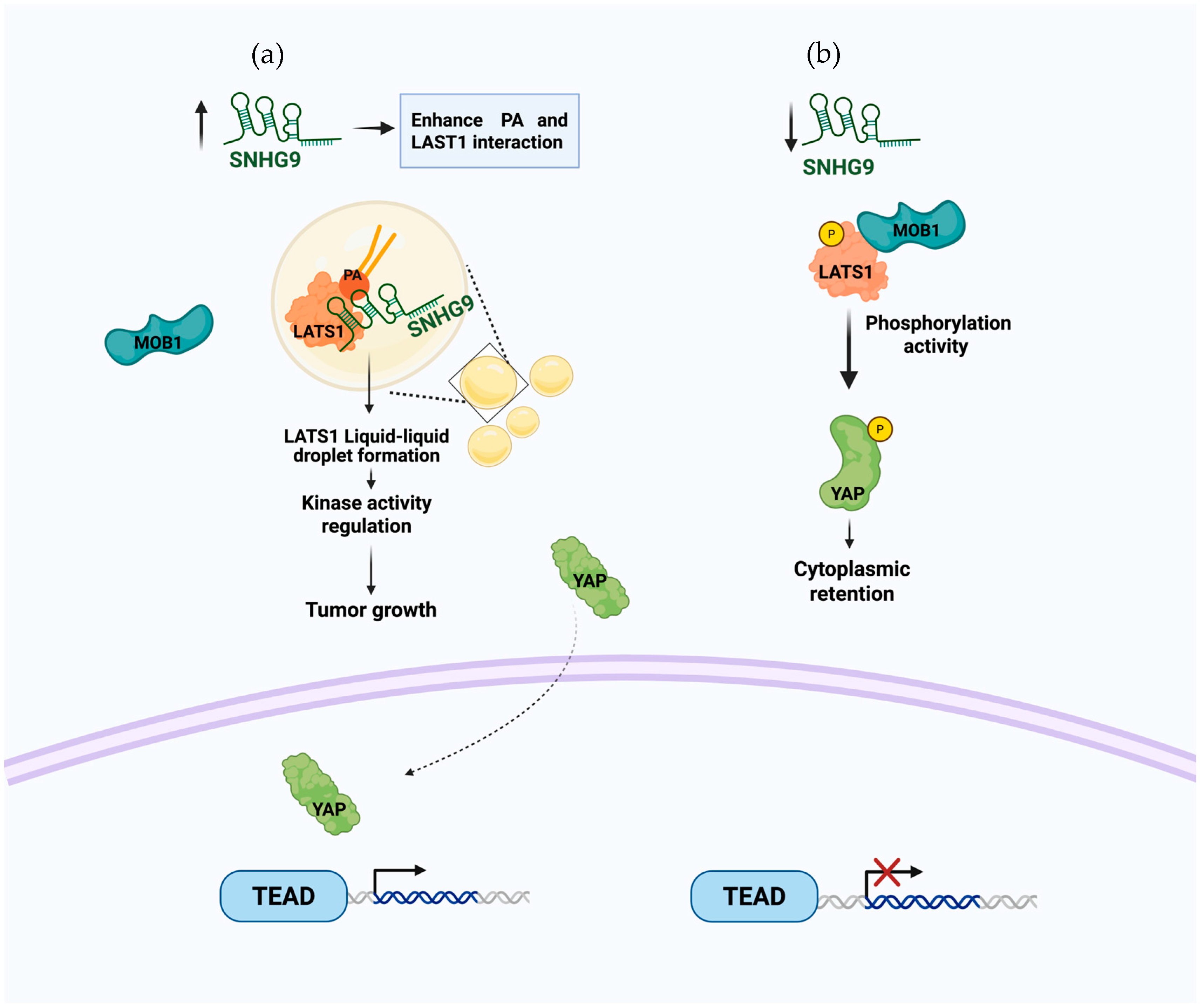 Cells 14 01193 g003 Cells 14 01193 g003