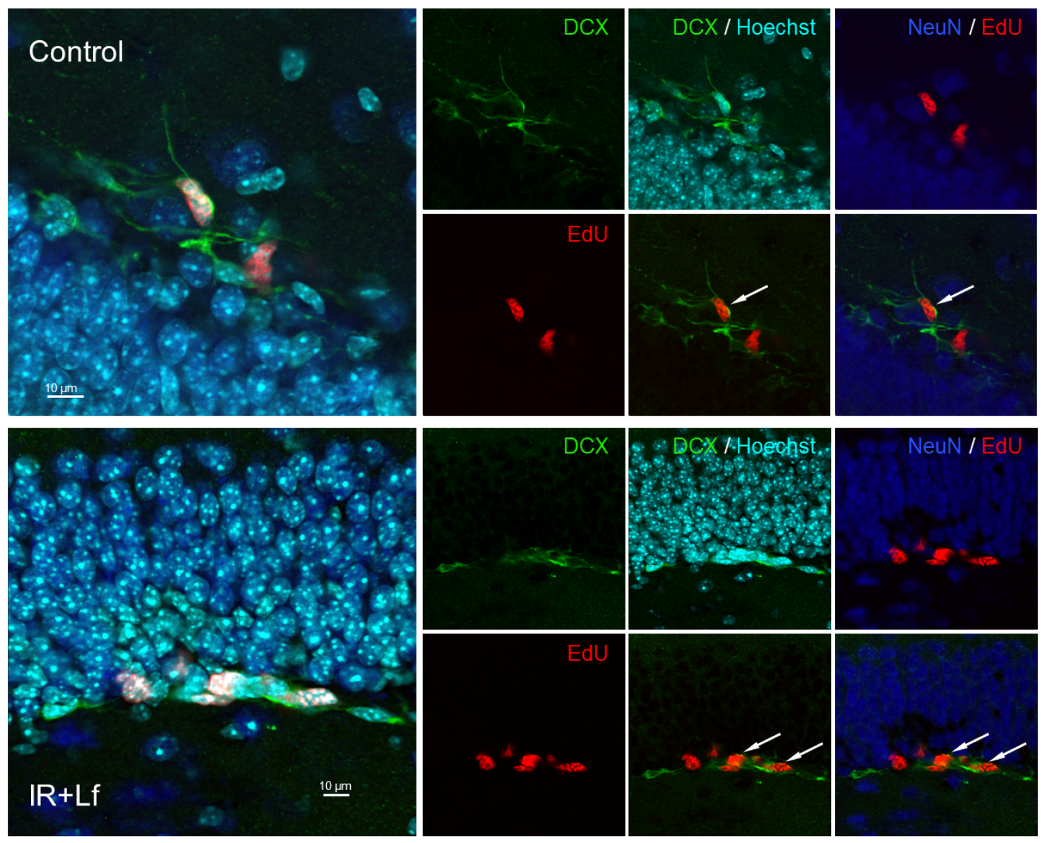 Cells 14 01198 g010 Cells 14 01198 g010
