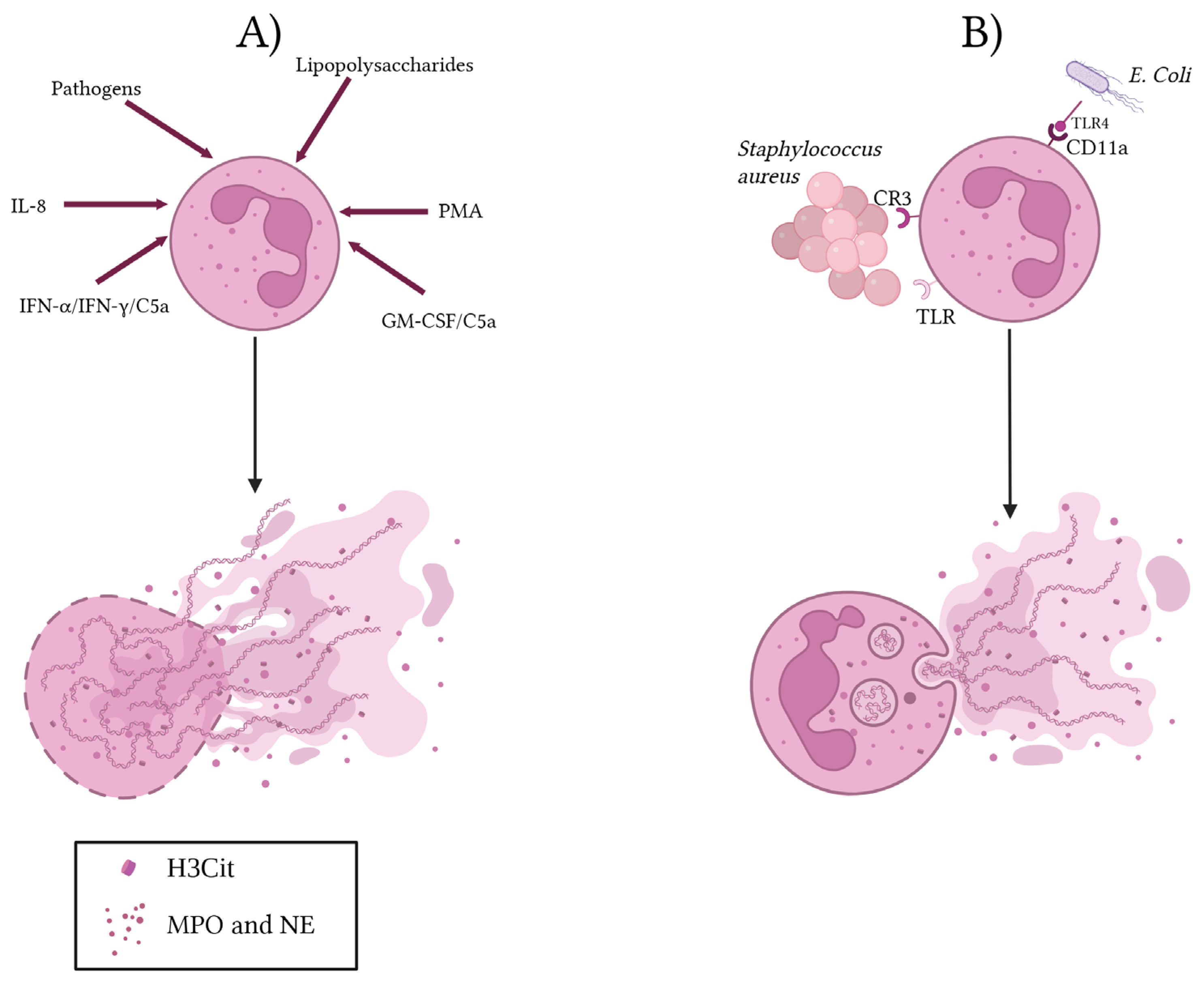 Cells 14 01200 g001 Cells 14 01200 g001