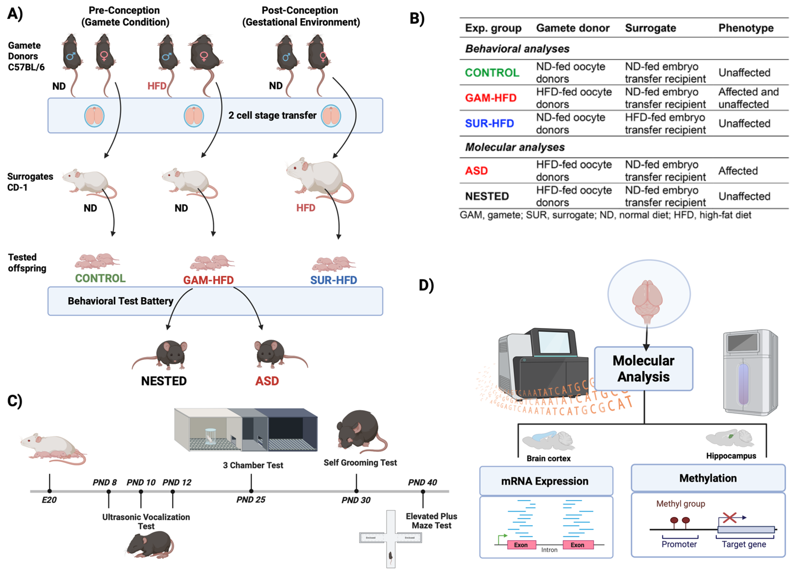 Cells 14 01201 g001 Cells 14 01201 g001