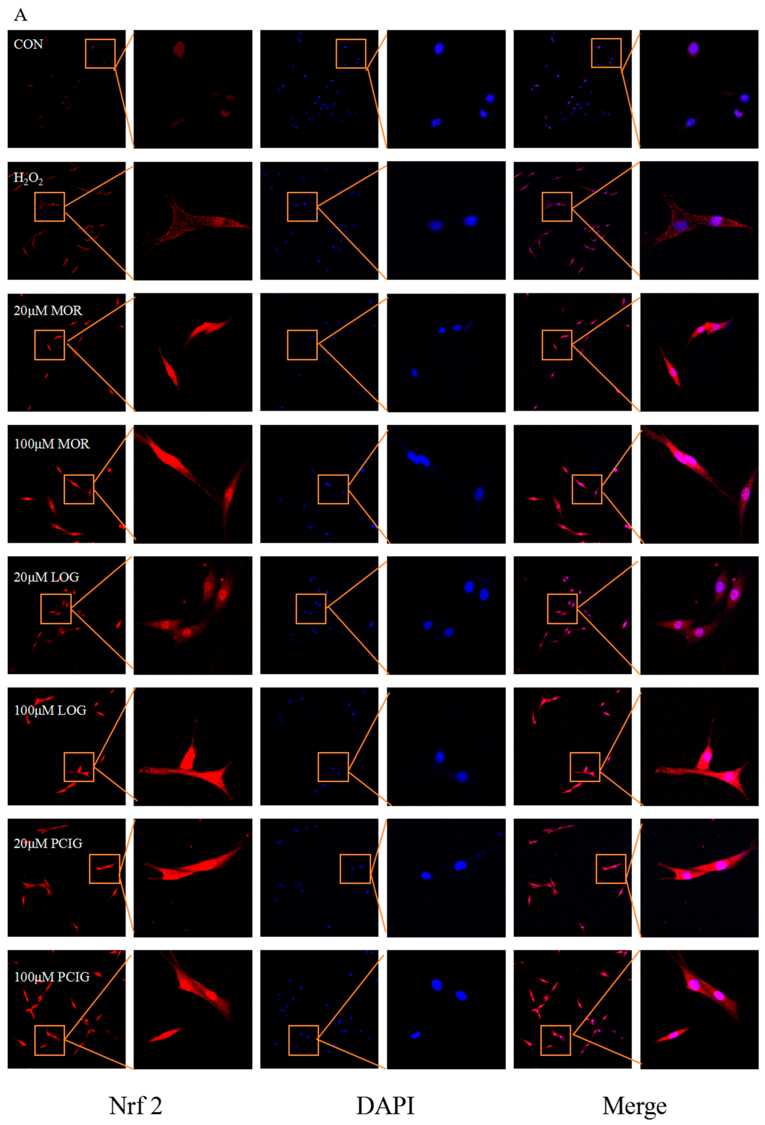Cells 14 01205 g008a