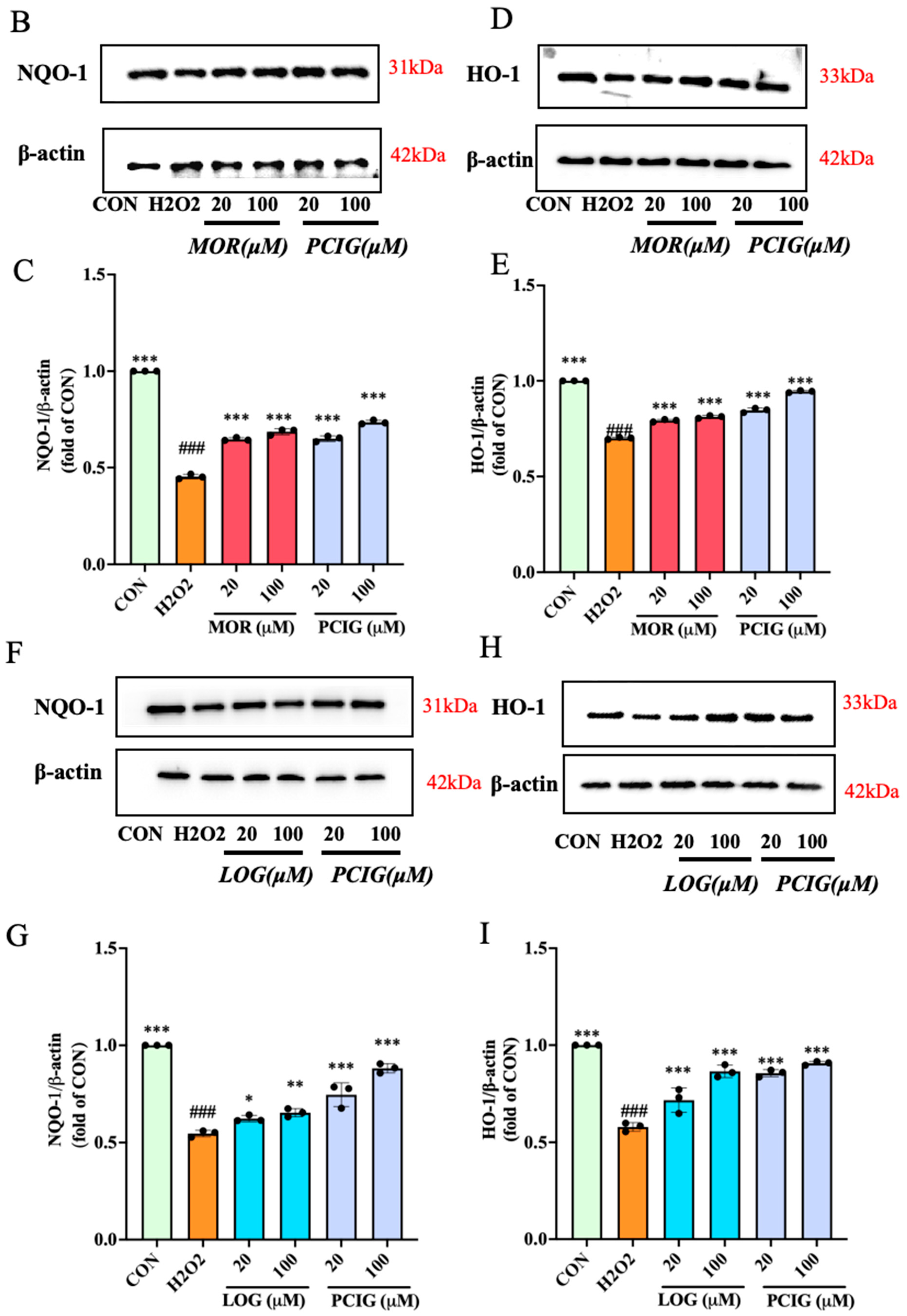 Cells 14 01205 g008b