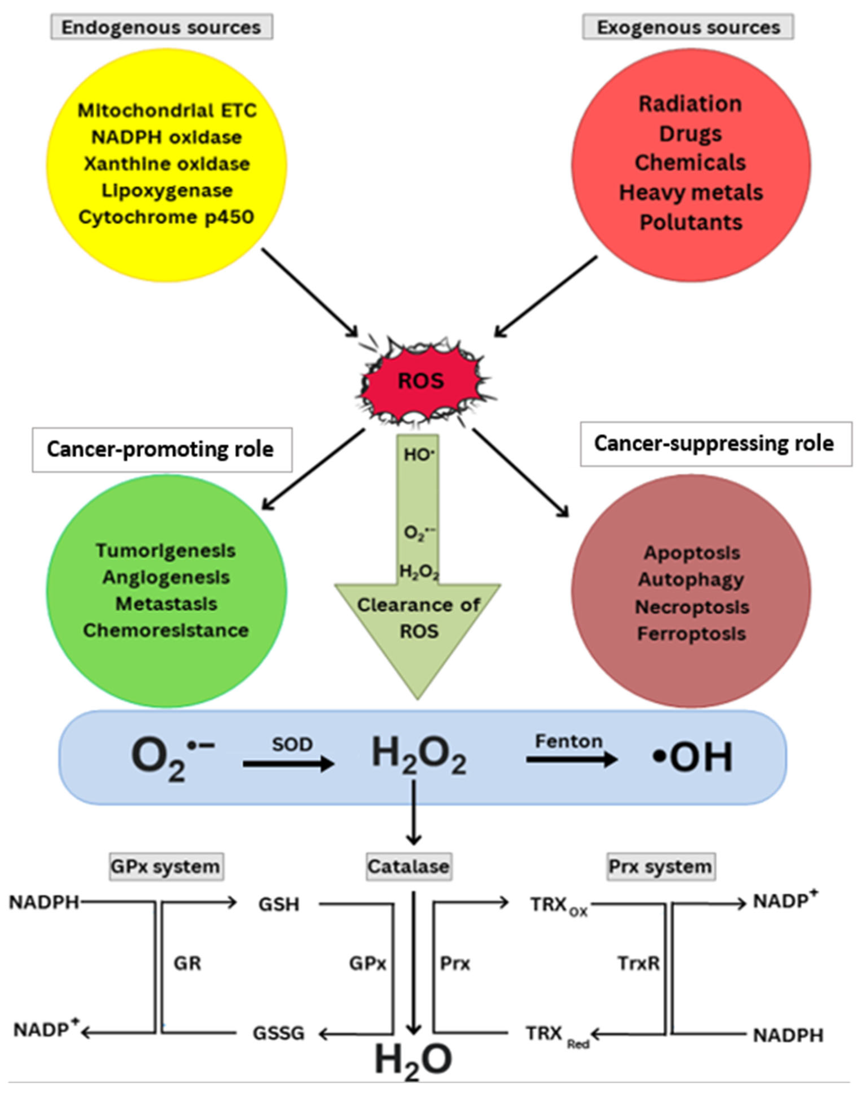 Ｙ・Ｍ・Ｏ Reactive Oxygen Species: A Double-Edged Sword in the