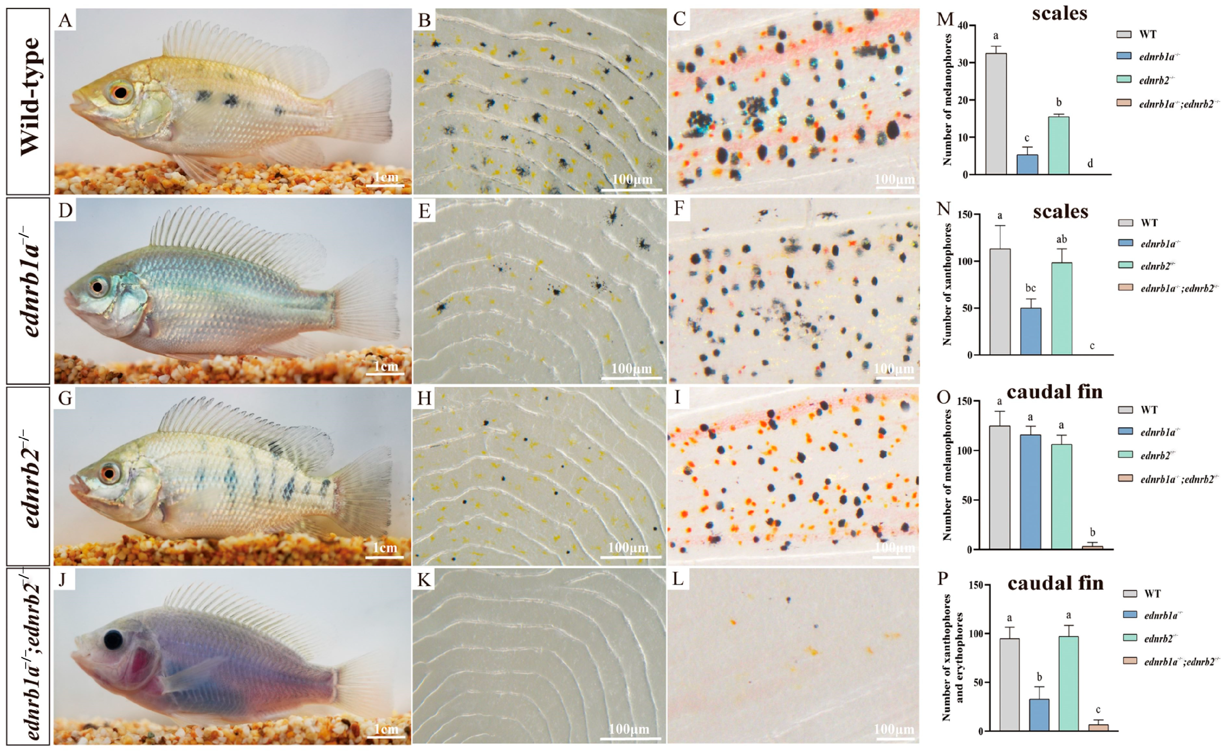 Cells 14 01213 g003 Cells 14 01213 g003