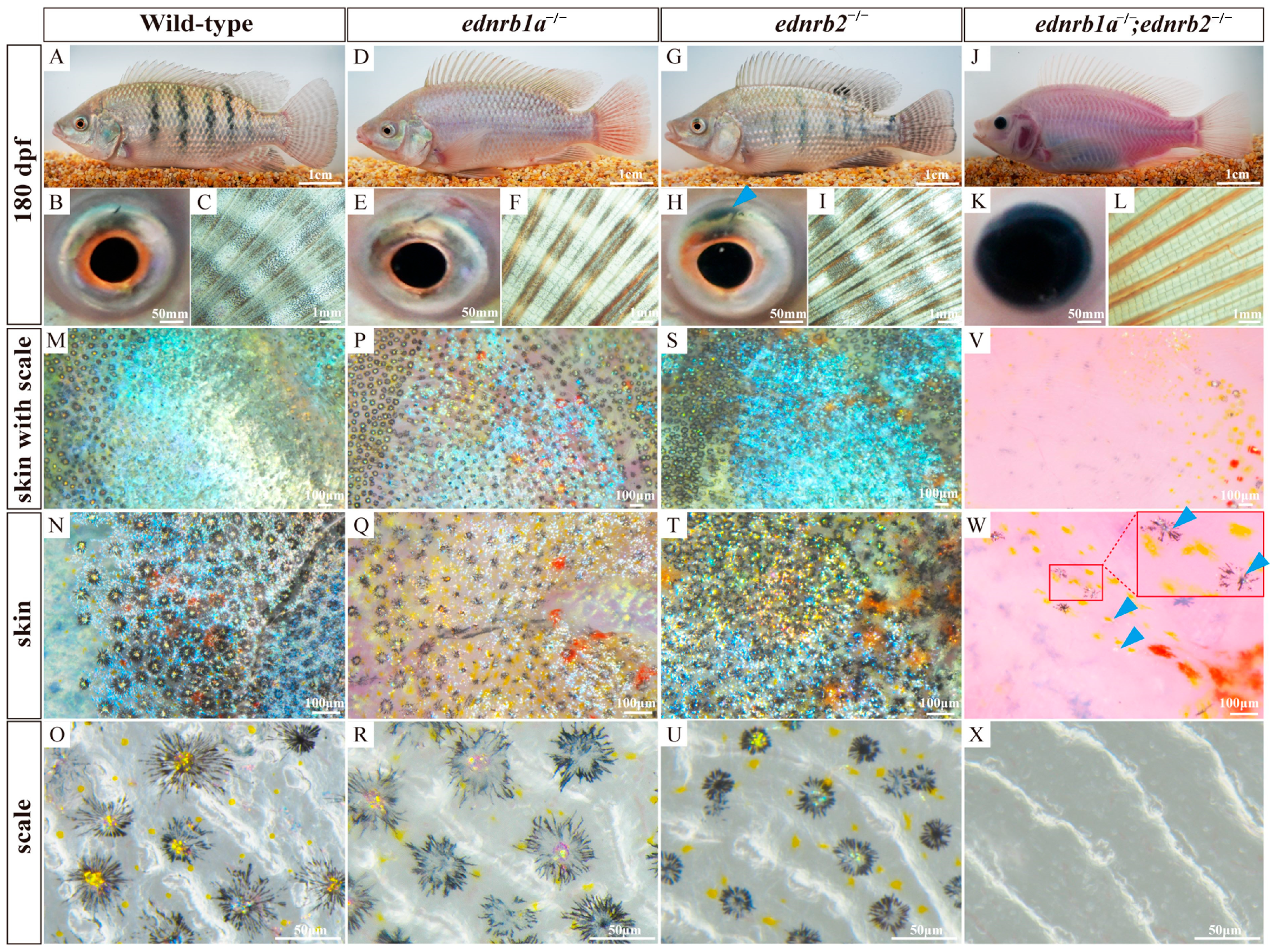 Cells 14 01213 g004 Cells 14 01213 g004