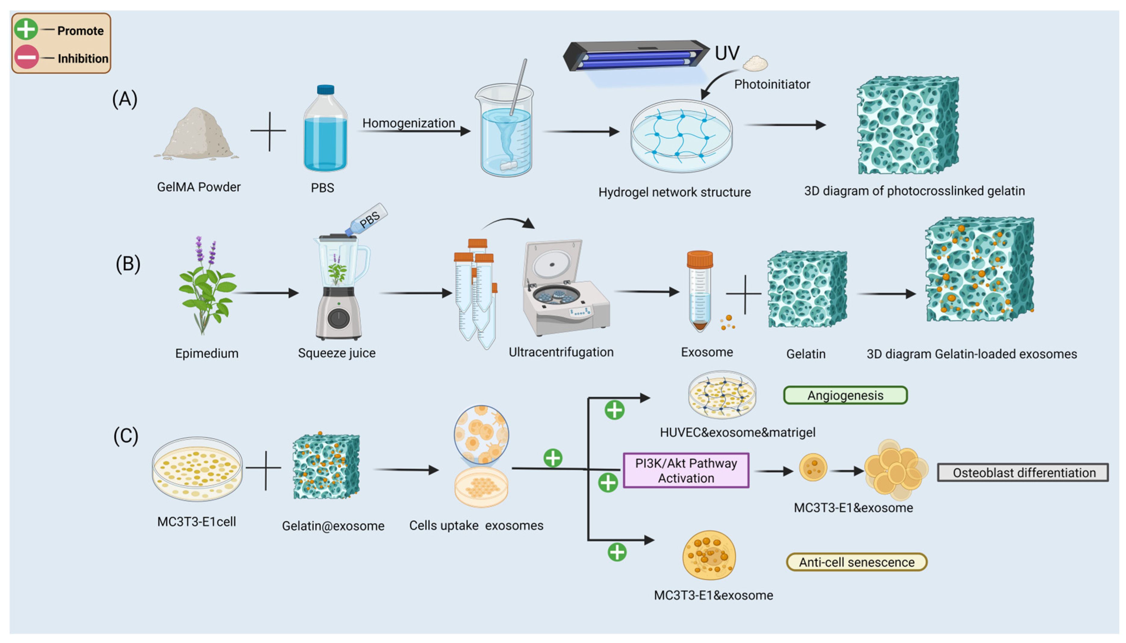 Cells 14 01214 g001 Cells 14 01214 g001