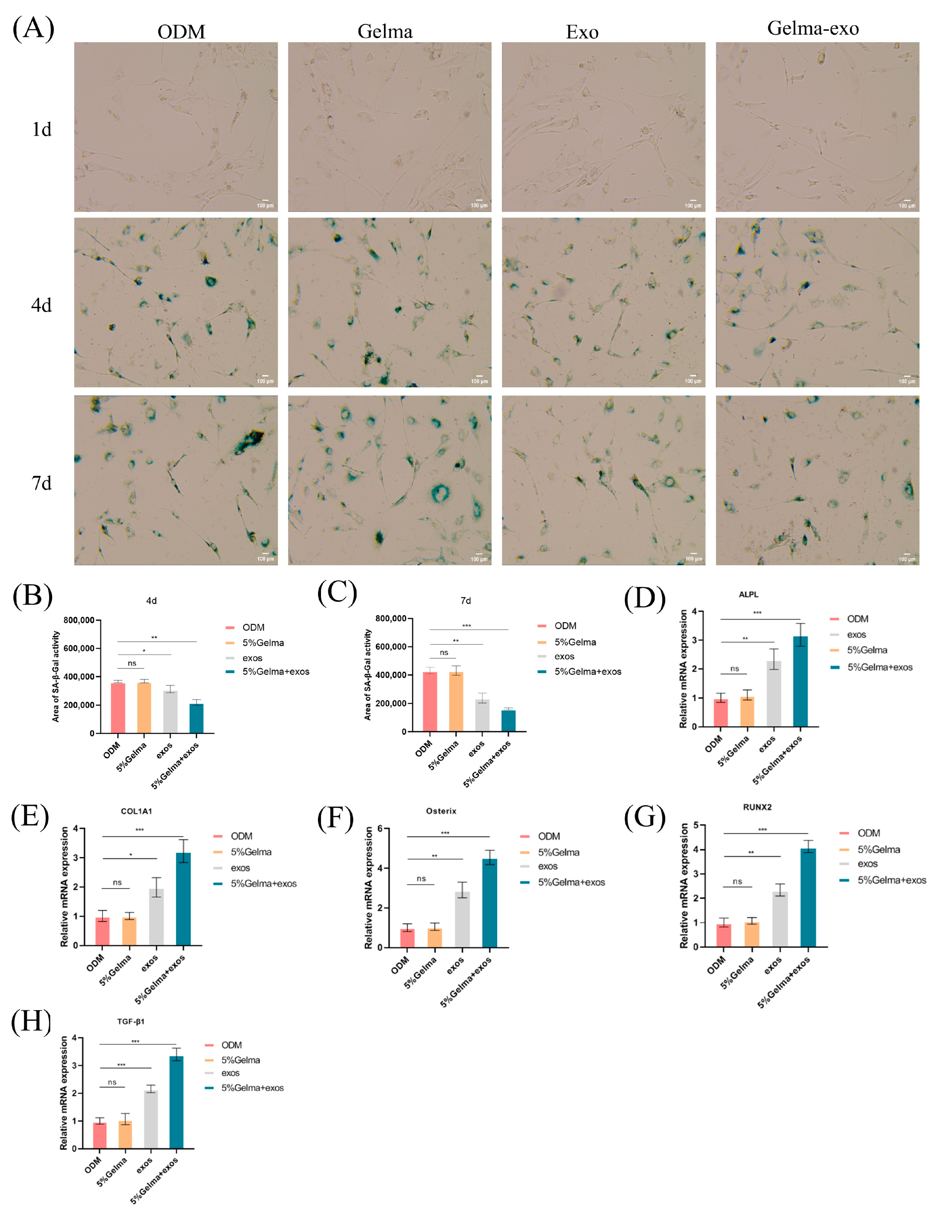Cells 14 01214 g007 Cells 14 01214 g007