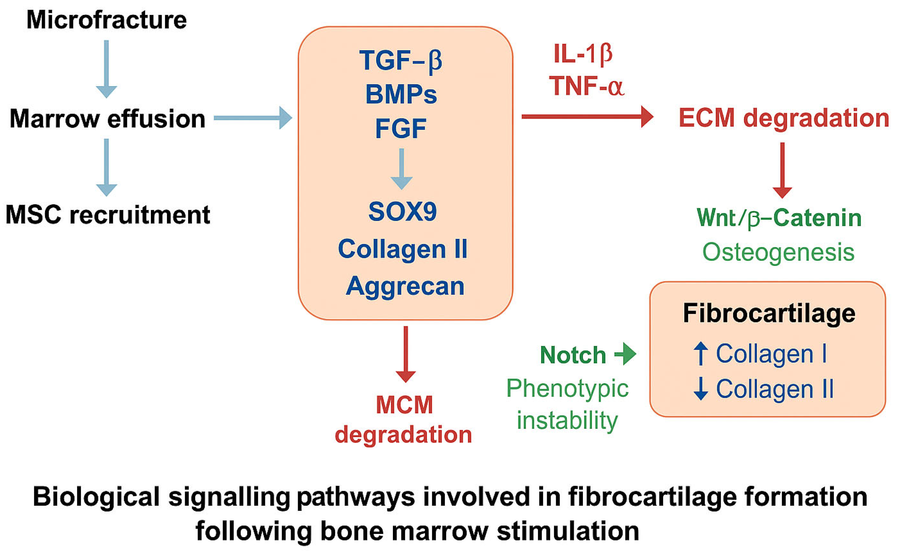 Cells 14 01217 g001 Cells 14 01217 g001
