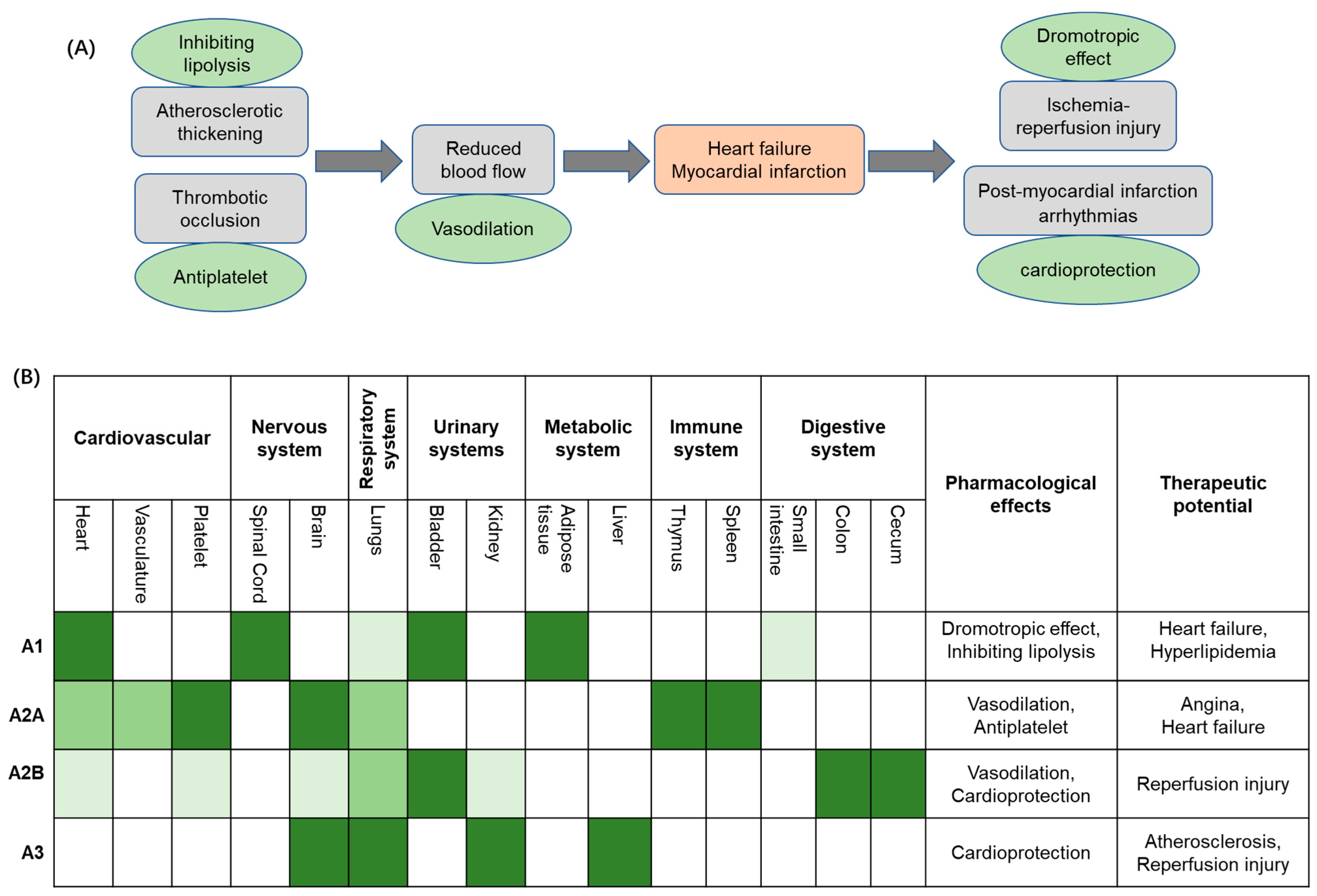 Cells 14 01219 g001 Cells 14 01219 g001
