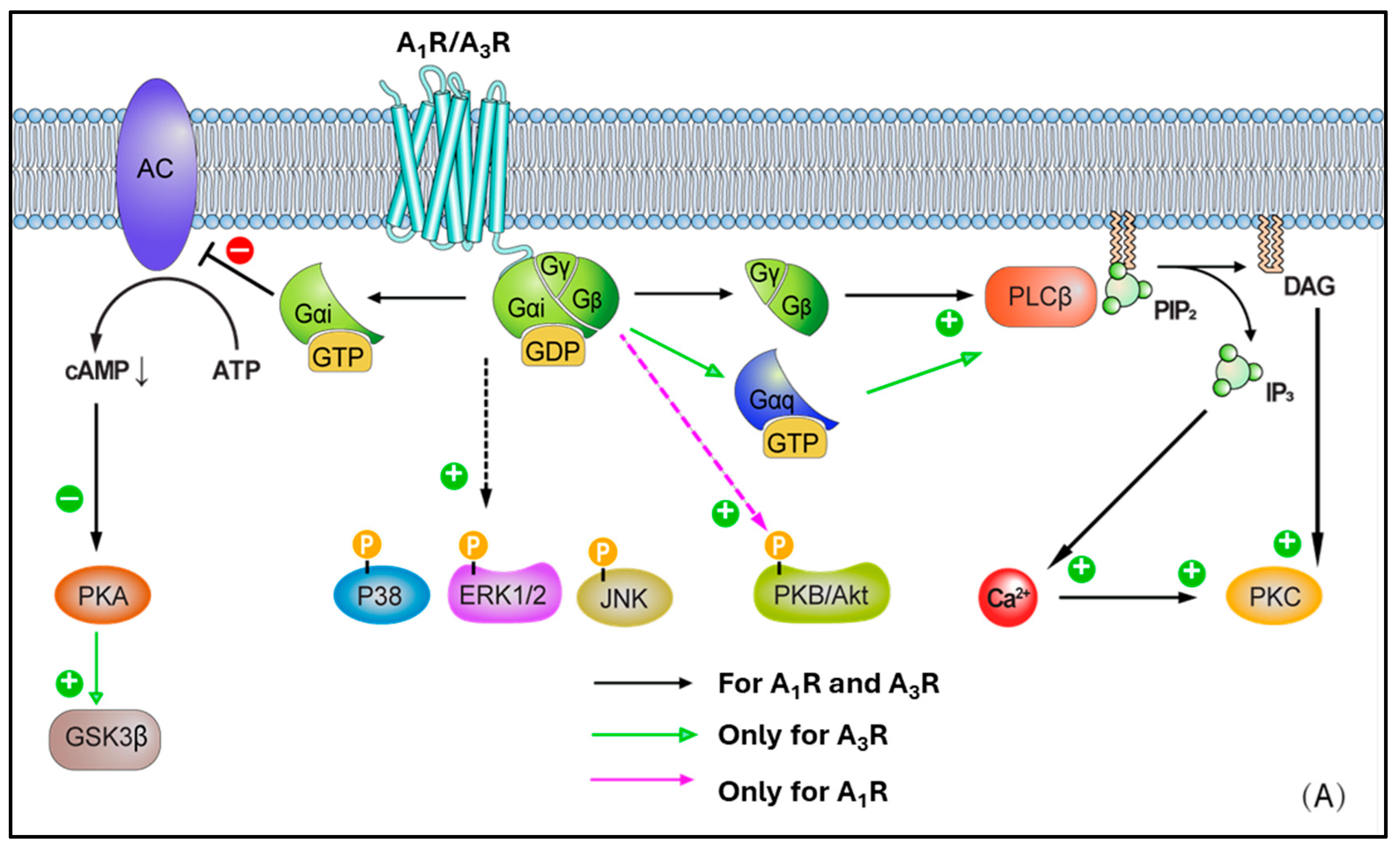 Cells 14 01219 g002a Cells 14 01219 g002a