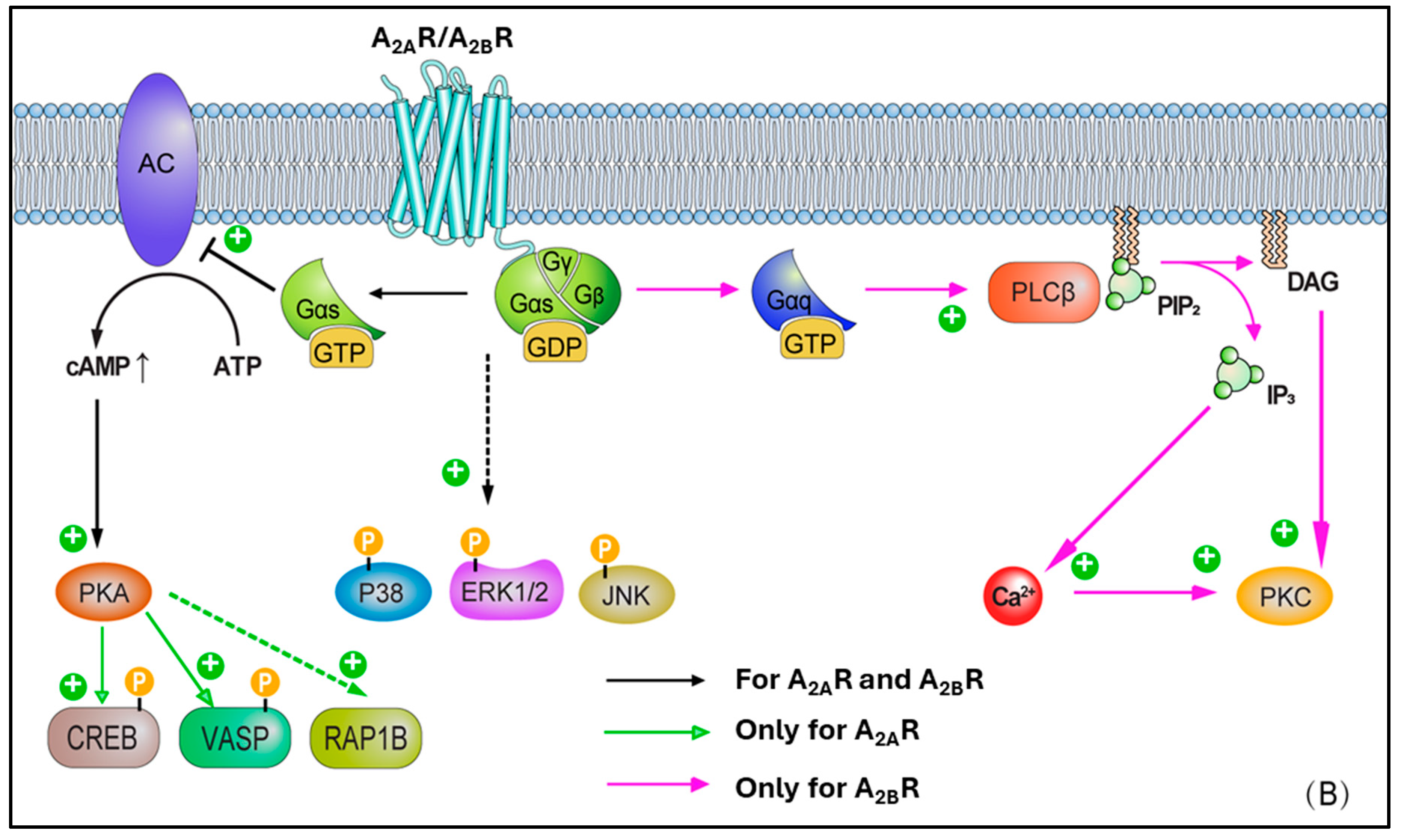 Cells 14 01219 g002b Cells 14 01219 g002b
