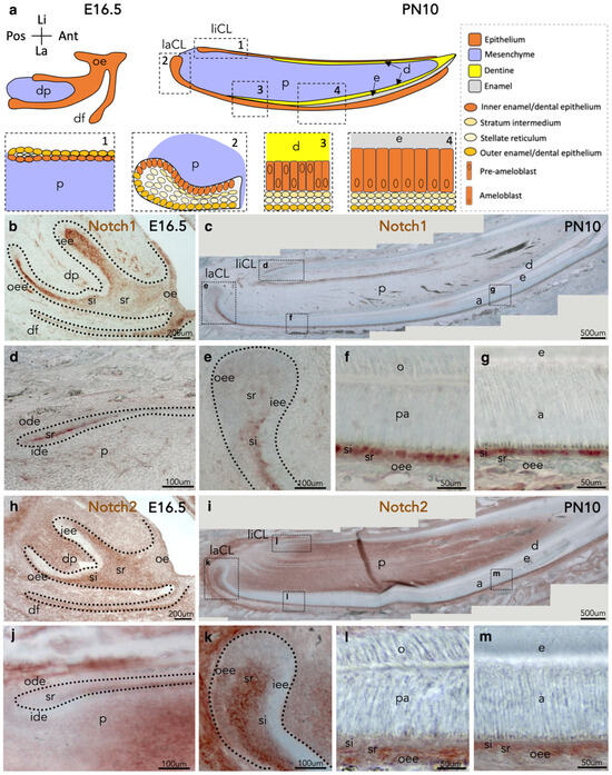 Notch Biomed Example Notch2 Deletion Compromises Epithelial Integrity and Enamel Formation ...