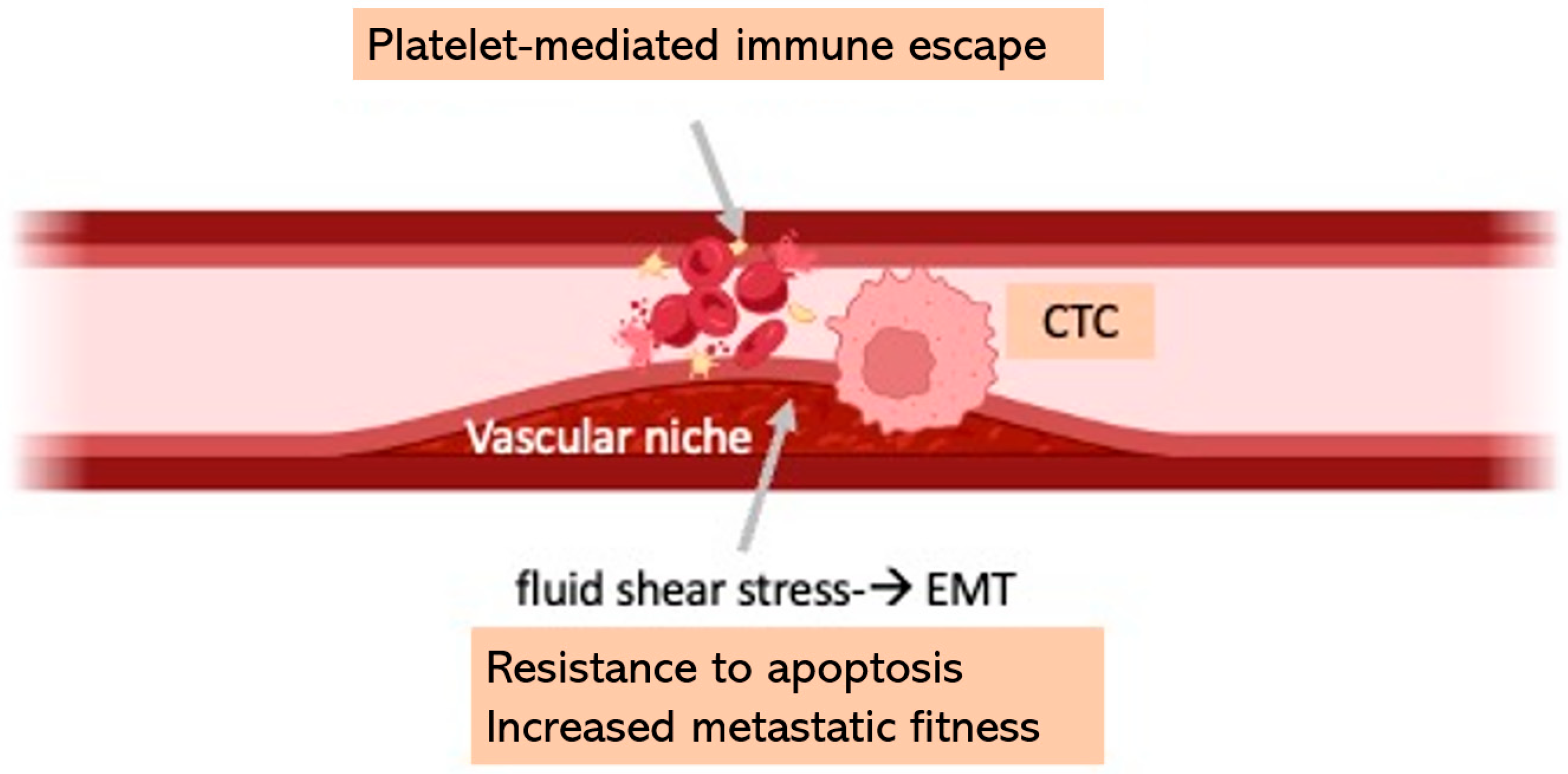Cells 14 01225 g001 Cells 14 01225 g001