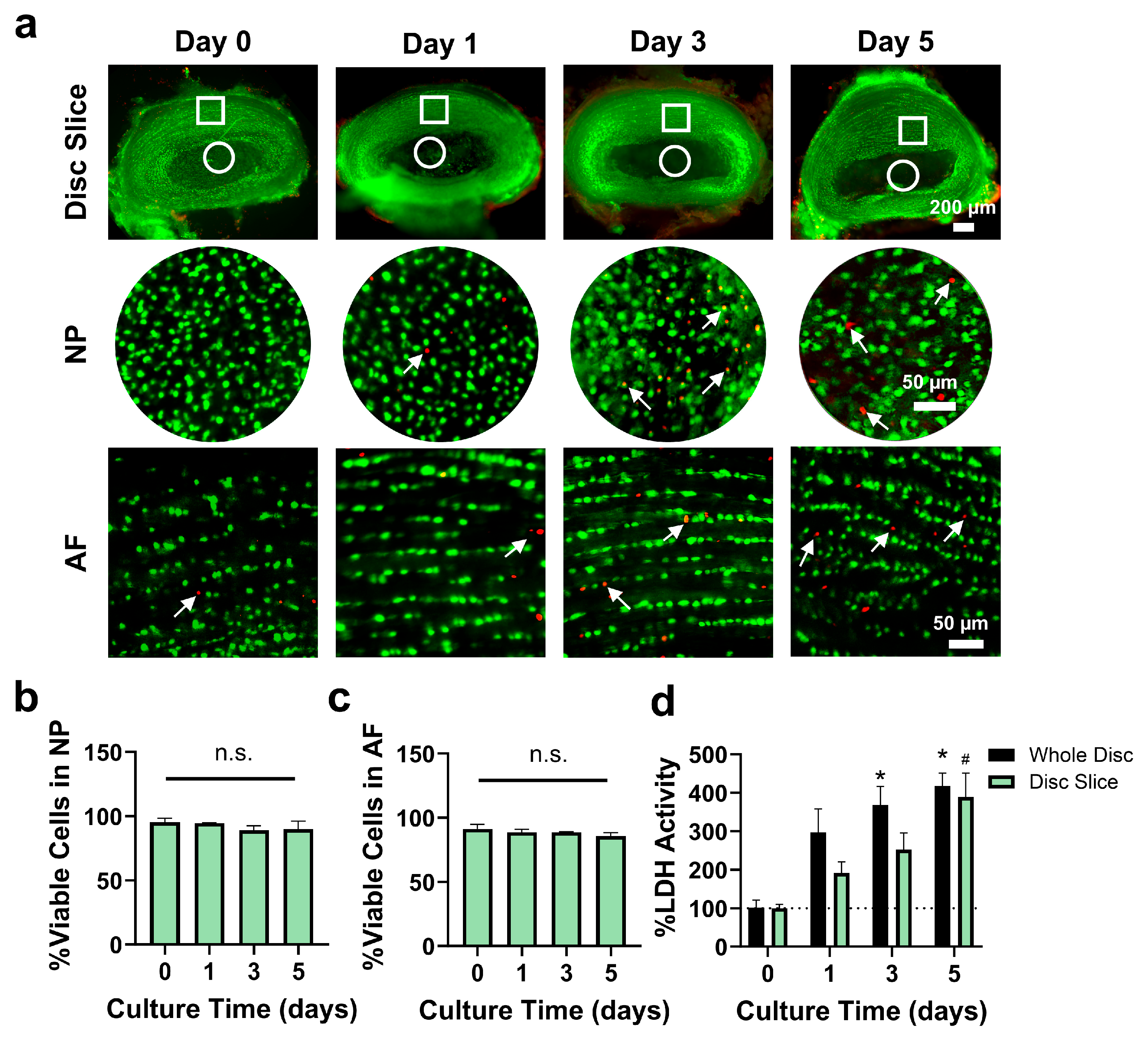Cells 14 01230 g003 Cells 14 01230 g003