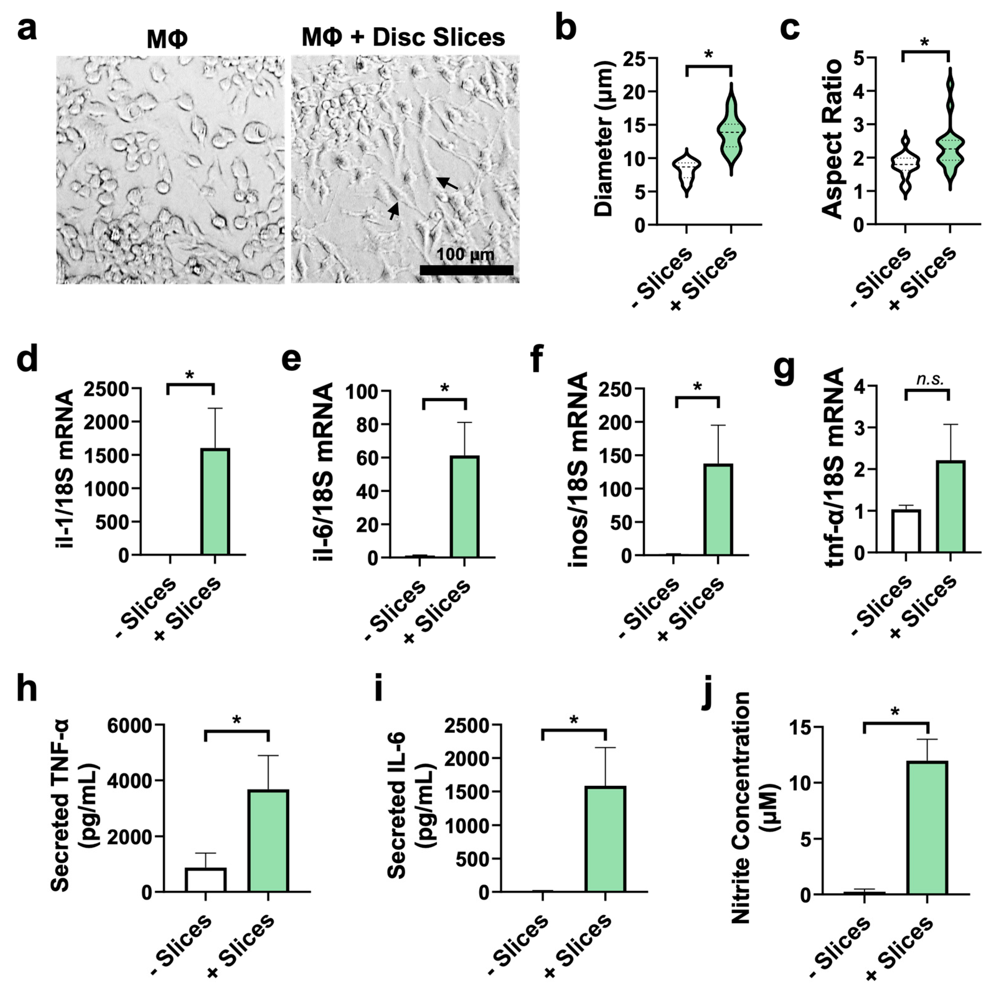 Cells 14 01230 g006 Cells 14 01230 g006
