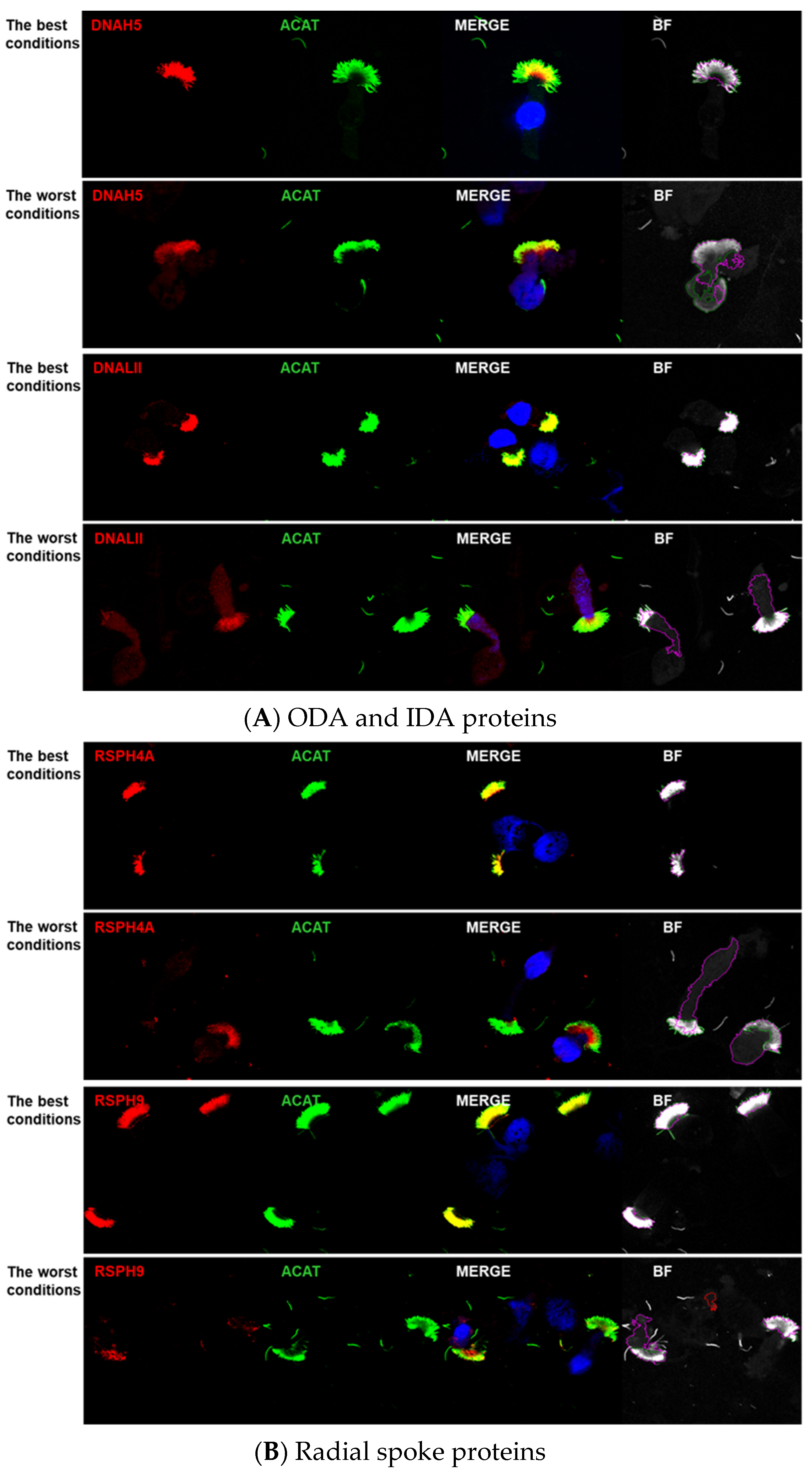 Cells 14 01236 g001a Cells 14 01236 g001a