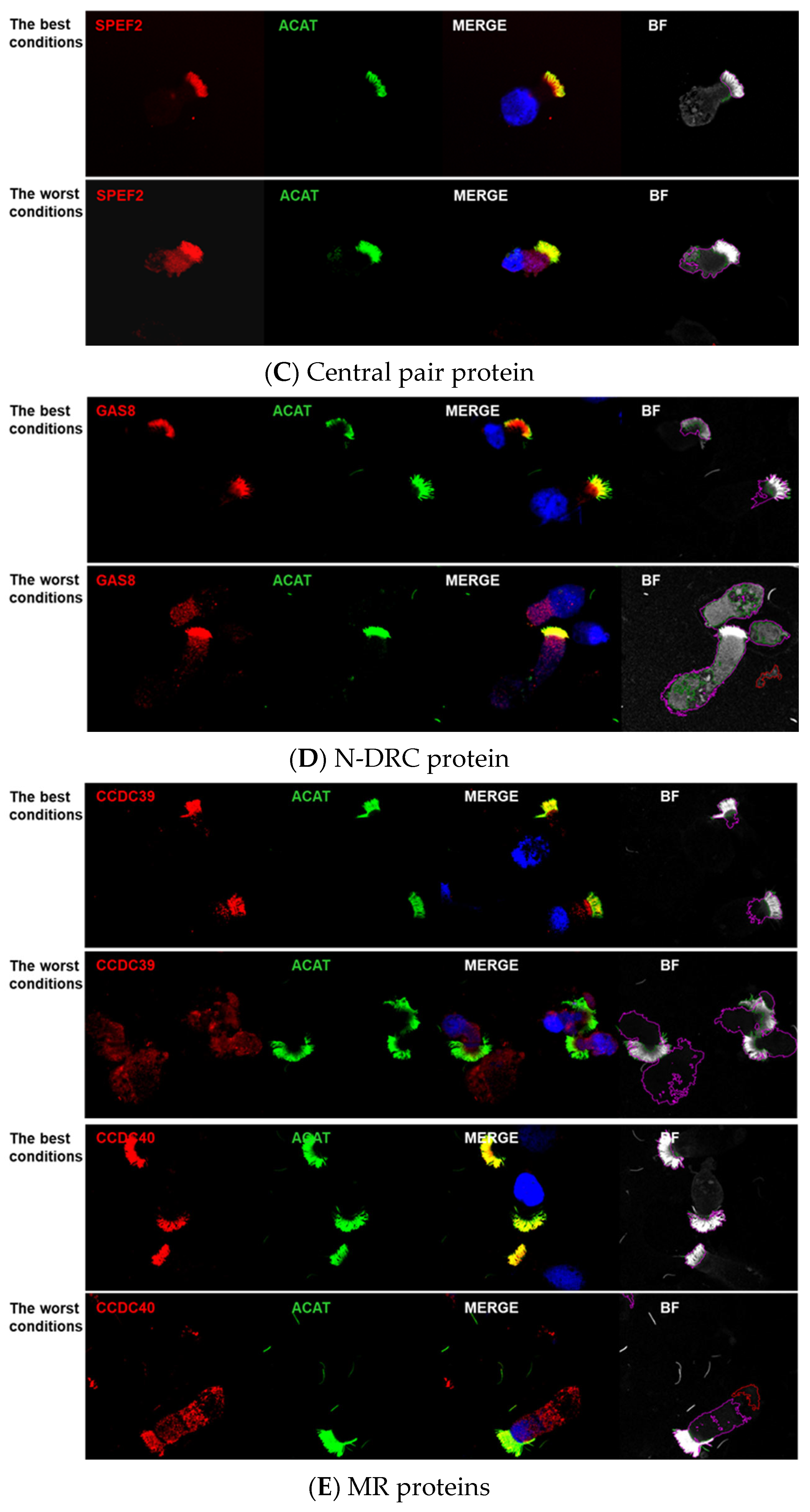 Cells 14 01236 g001b Cells 14 01236 g001b