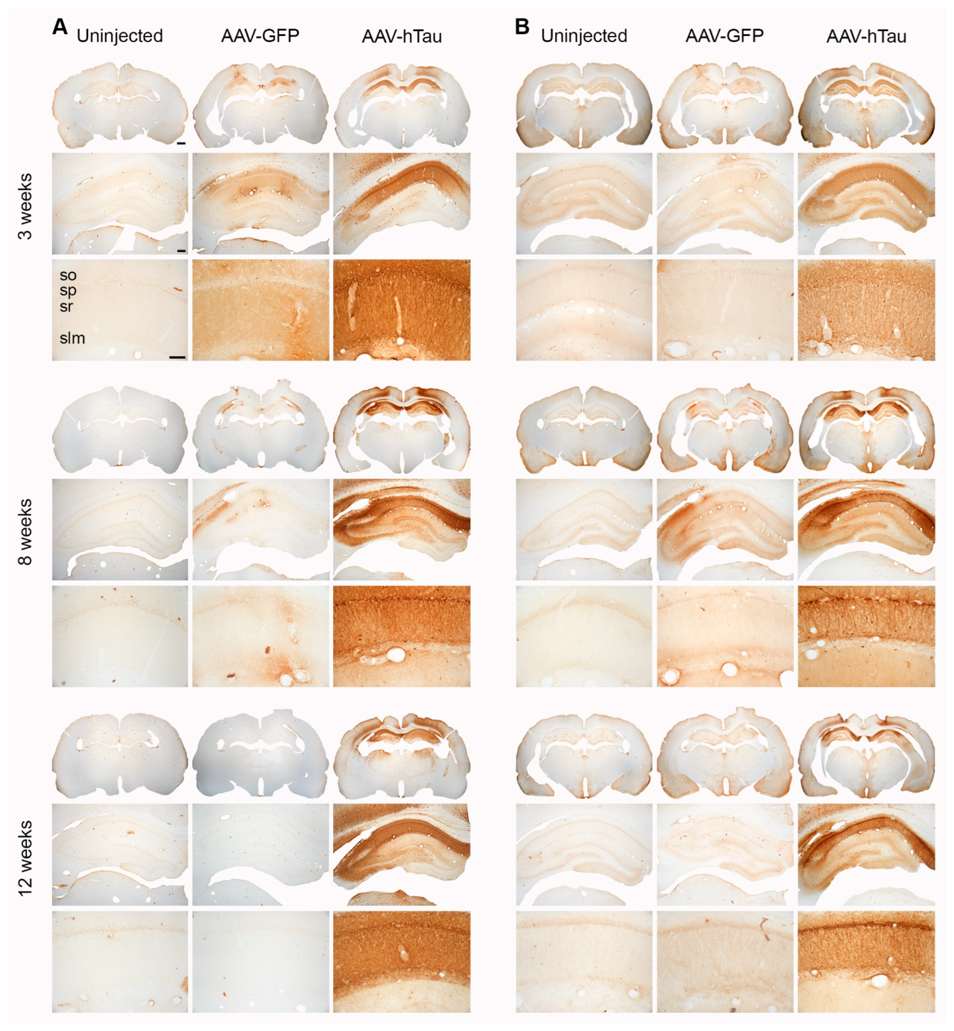 Cells 14 01238 g001 Cells 14 01238 g001
