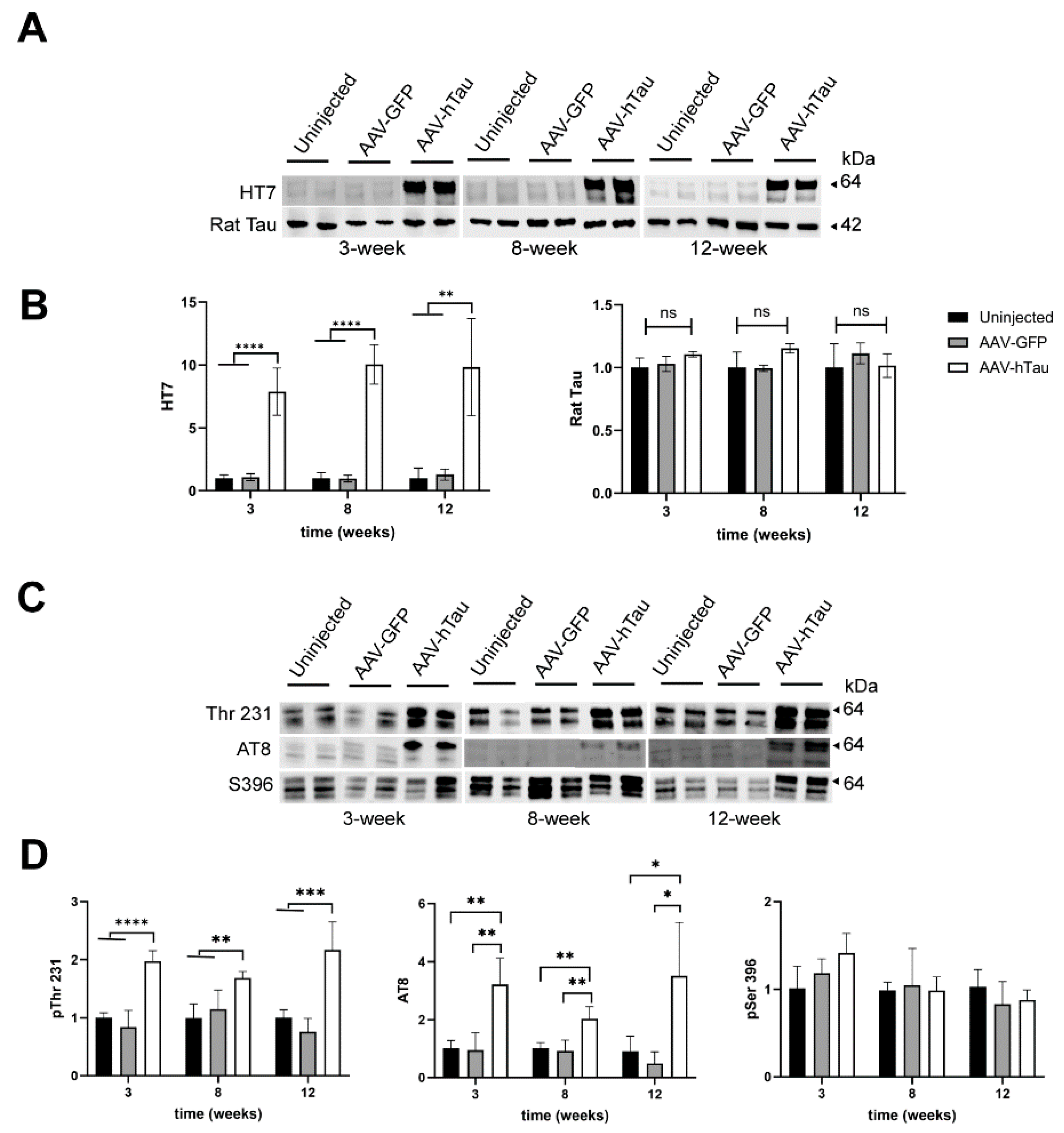 Cells 14 01238 g002 Cells 14 01238 g002
