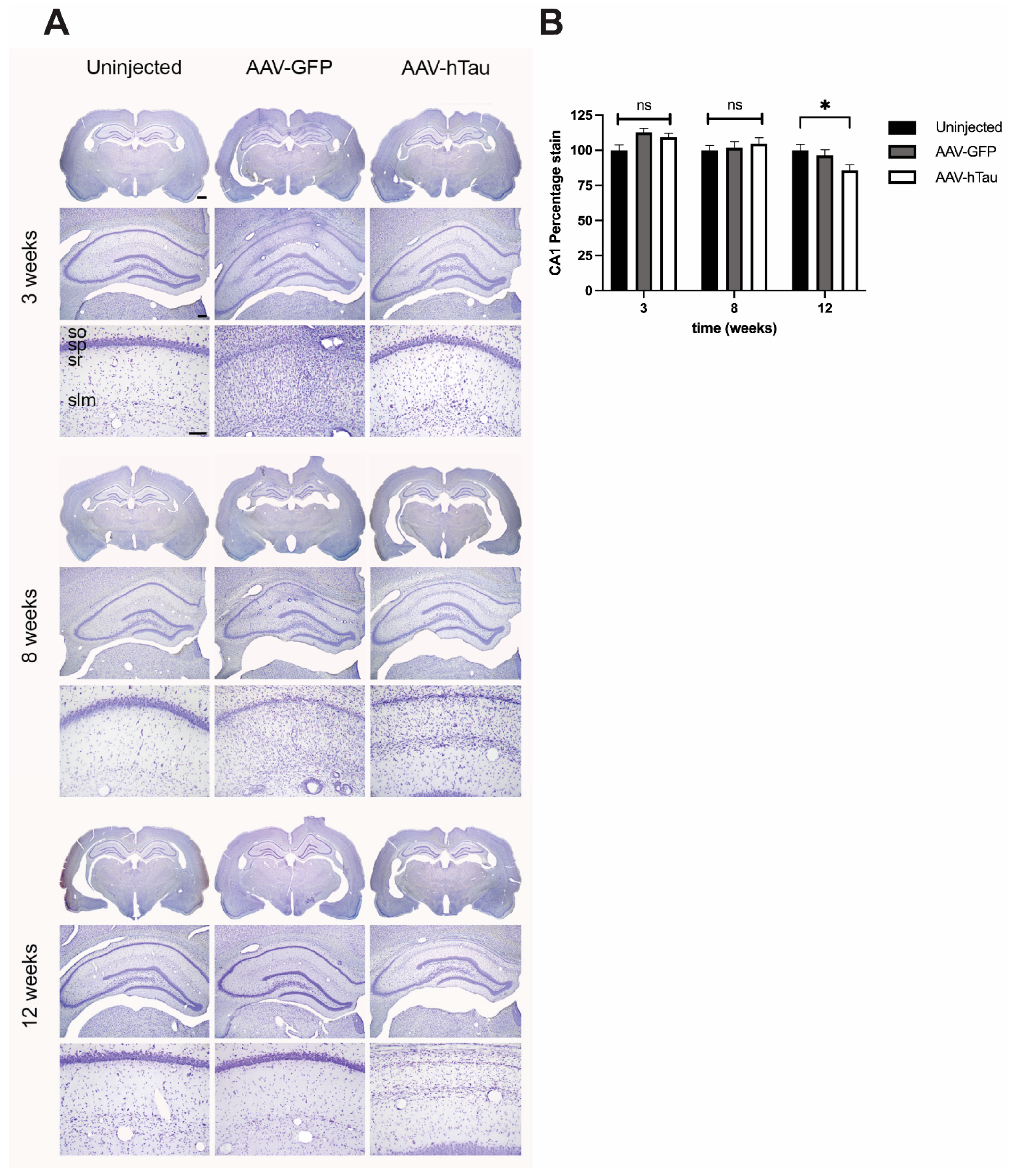 Cells 14 01238 g003 Cells 14 01238 g003