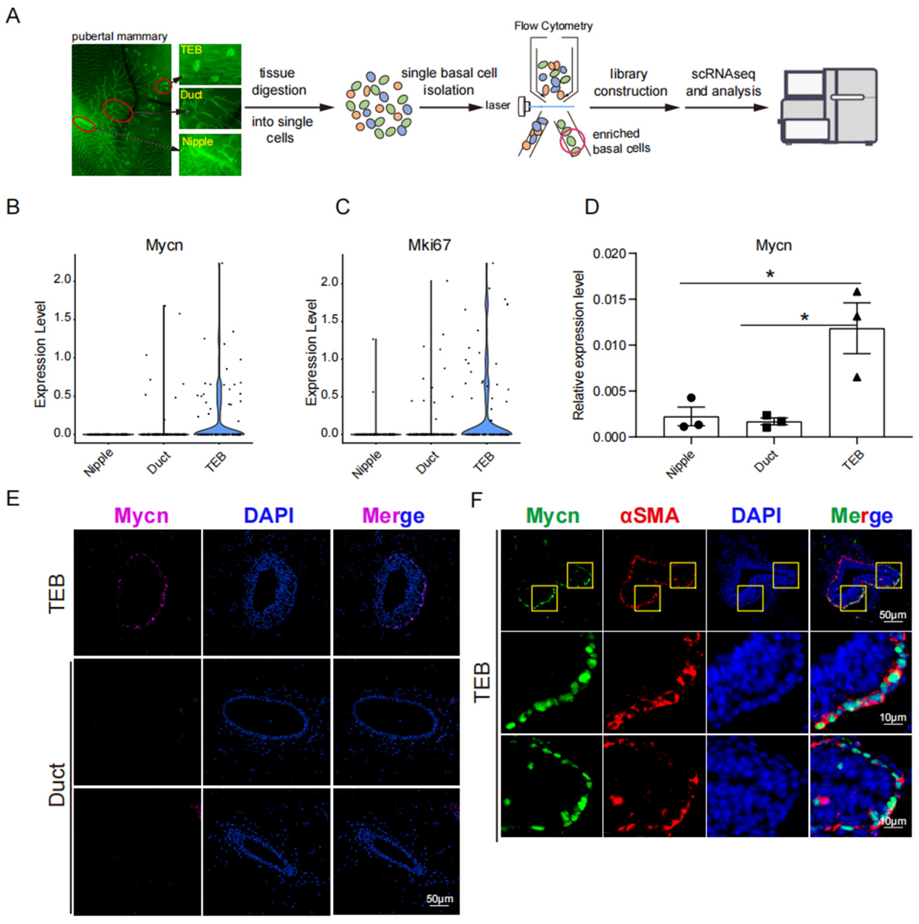 Cells 14 01239 g001 Cells 14 01239 g001