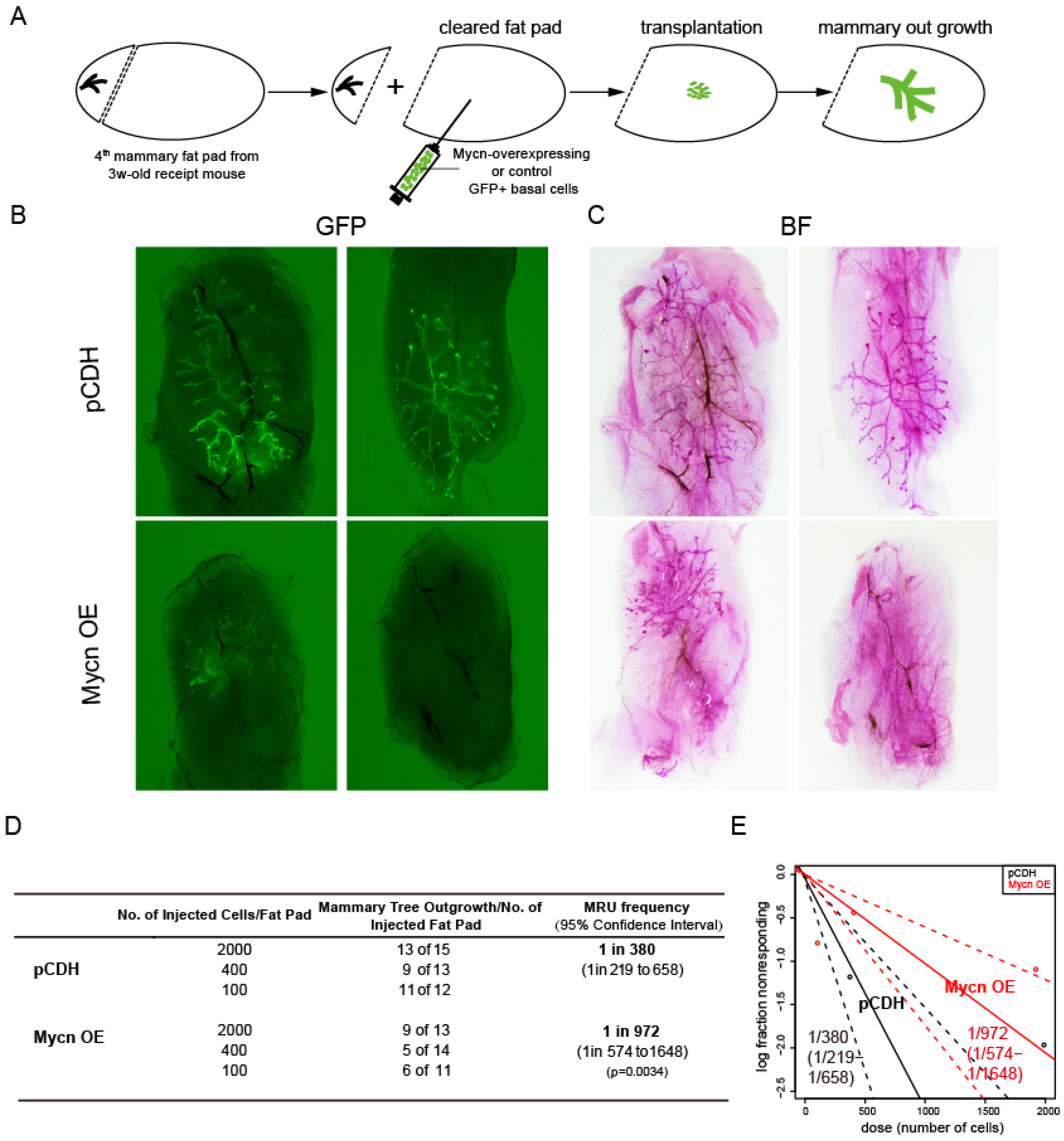 Cells 14 01239 g003 Cells 14 01239 g003