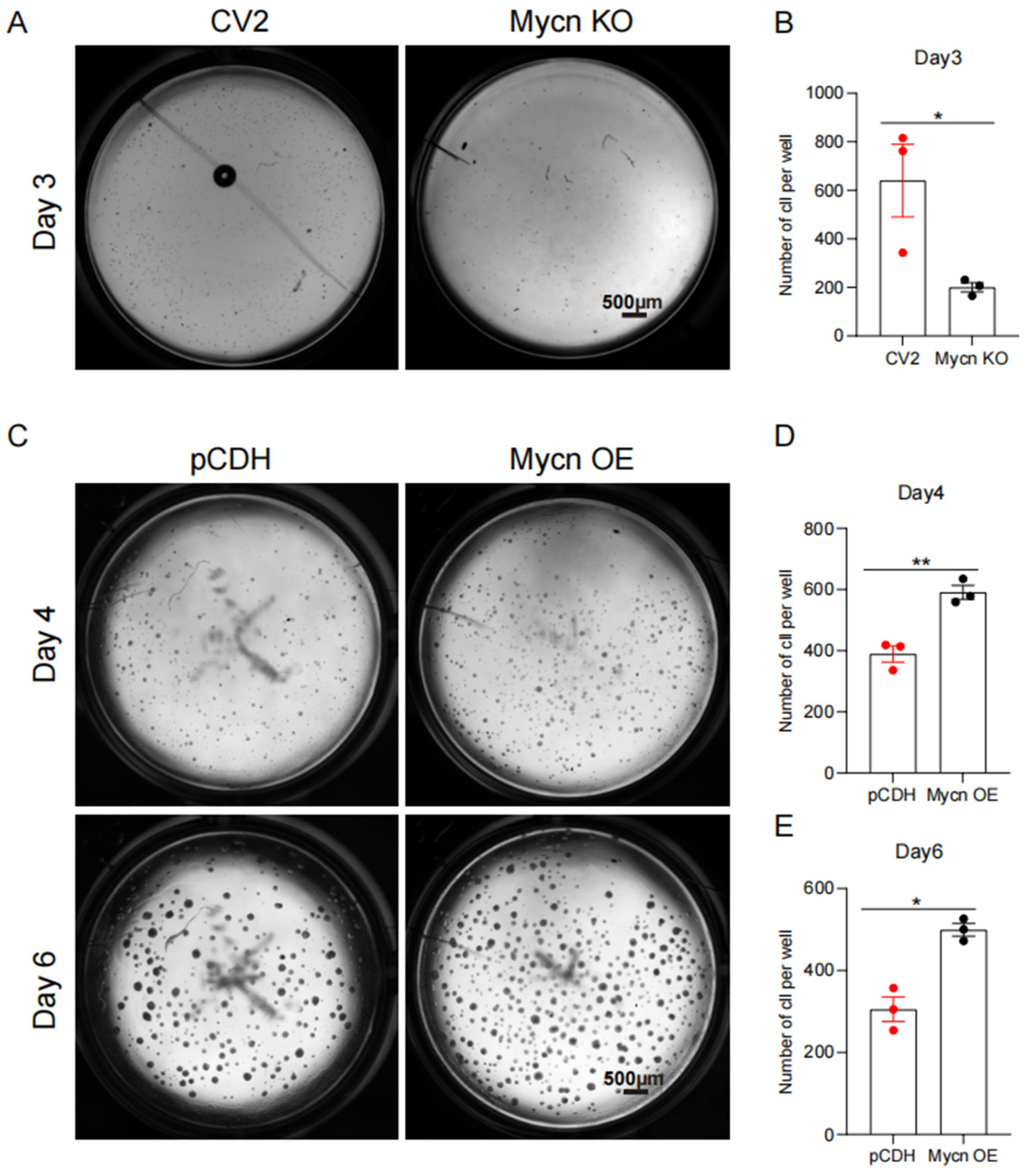 Cells 14 01239 g004 Cells 14 01239 g004