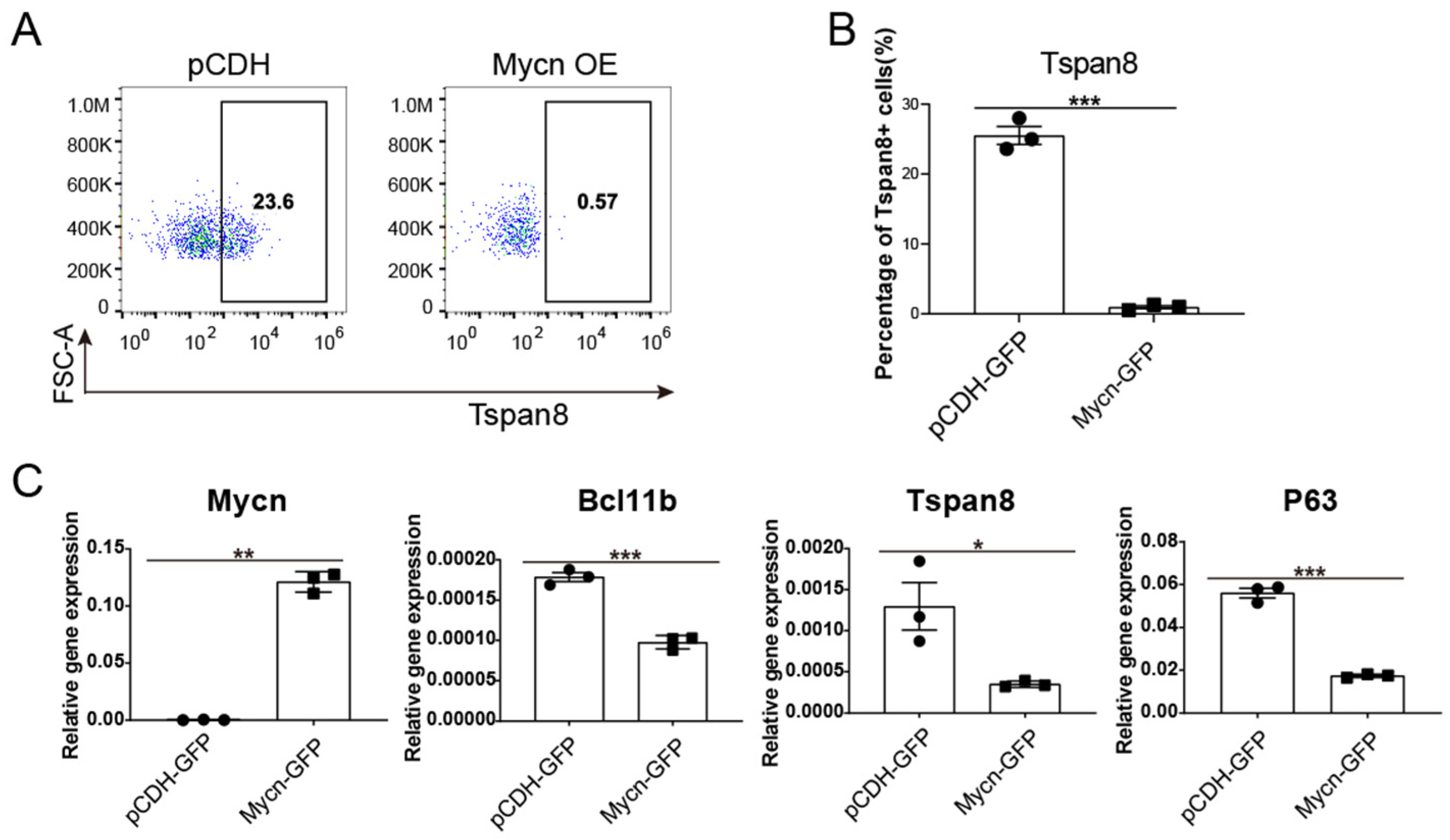 Cells 14 01239 g005 Cells 14 01239 g005