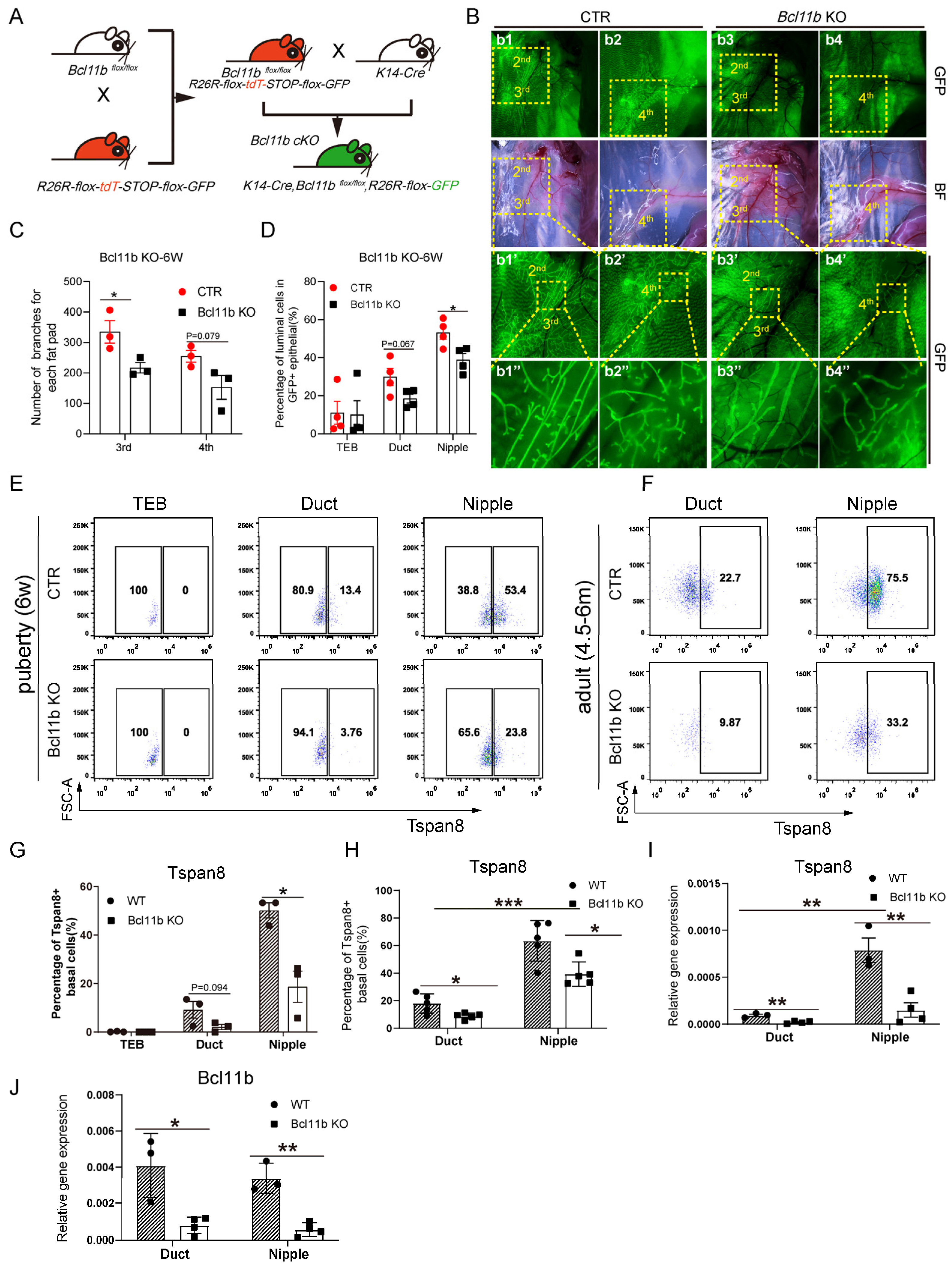 Cells 14 01239 g006 Cells 14 01239 g006