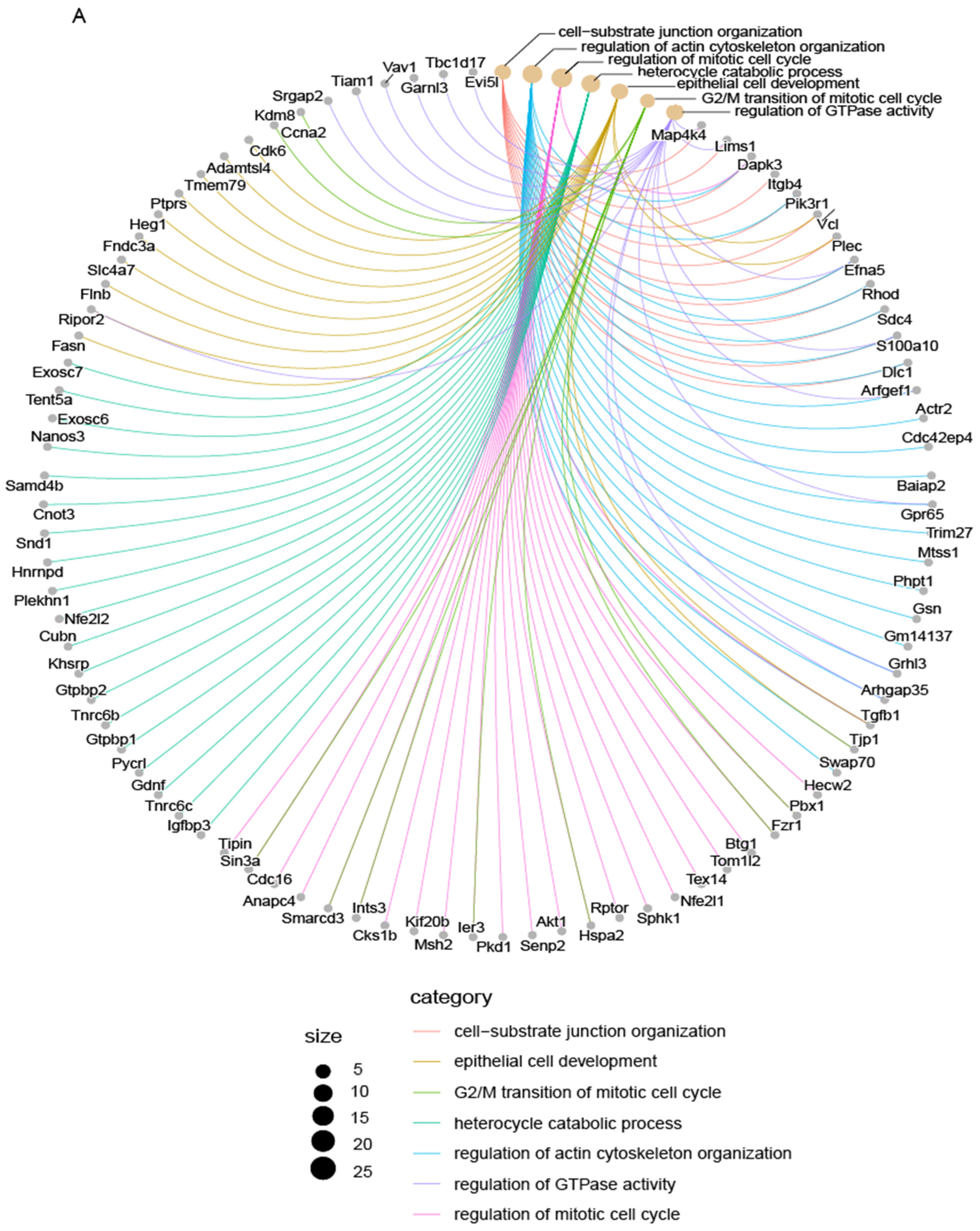 Cells 14 01239 g007a Cells 14 01239 g007a