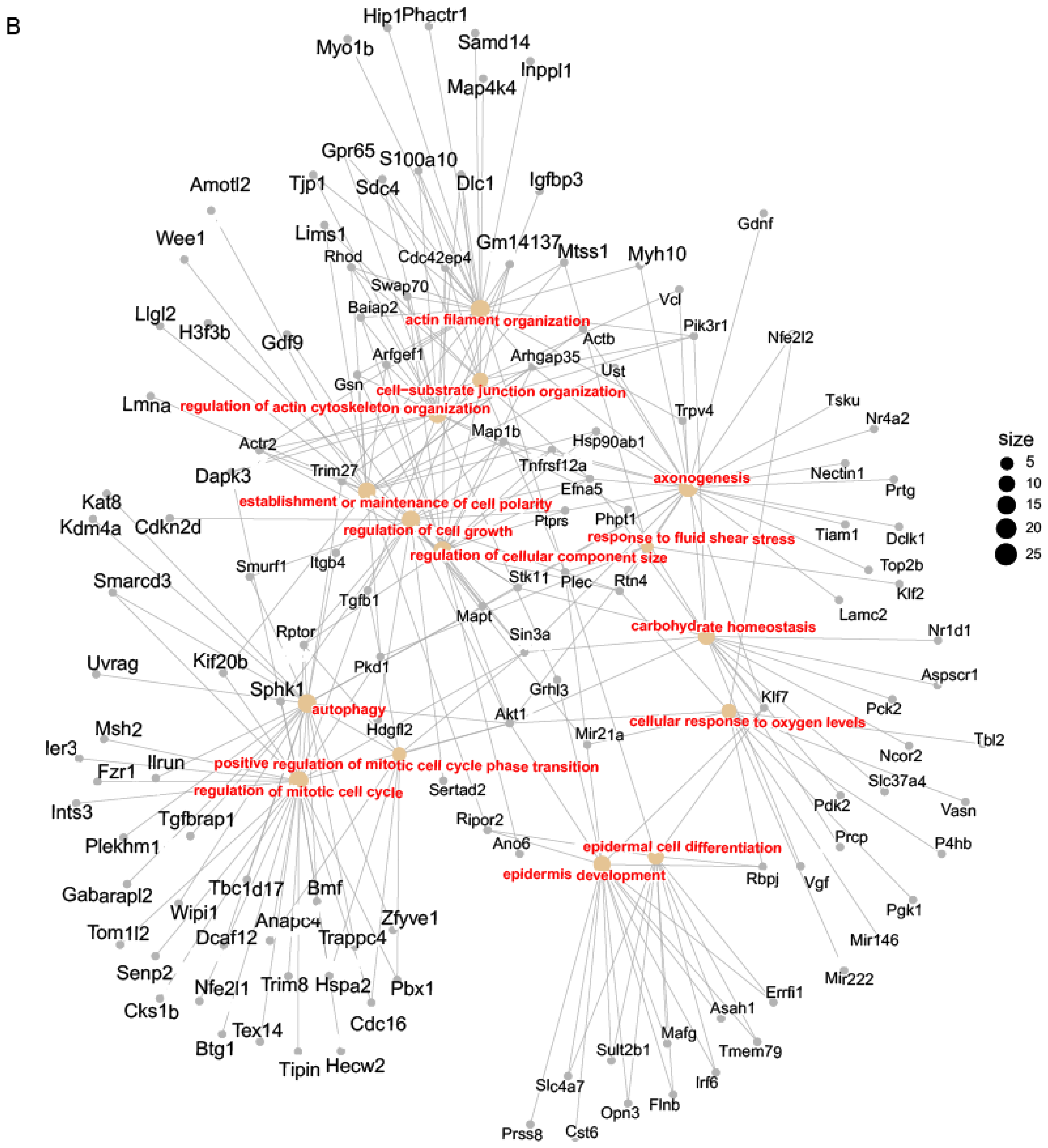 Cells 14 01239 g007b Cells 14 01239 g007b