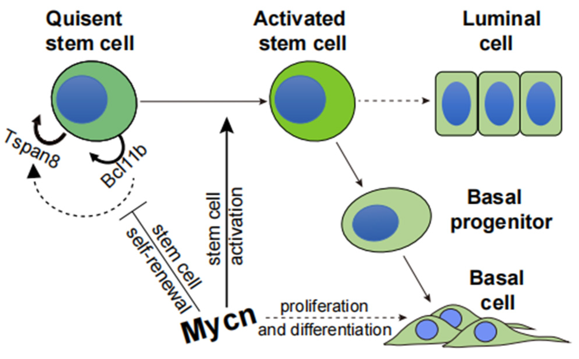 Cells 14 01239 g008 Cells 14 01239 g008
