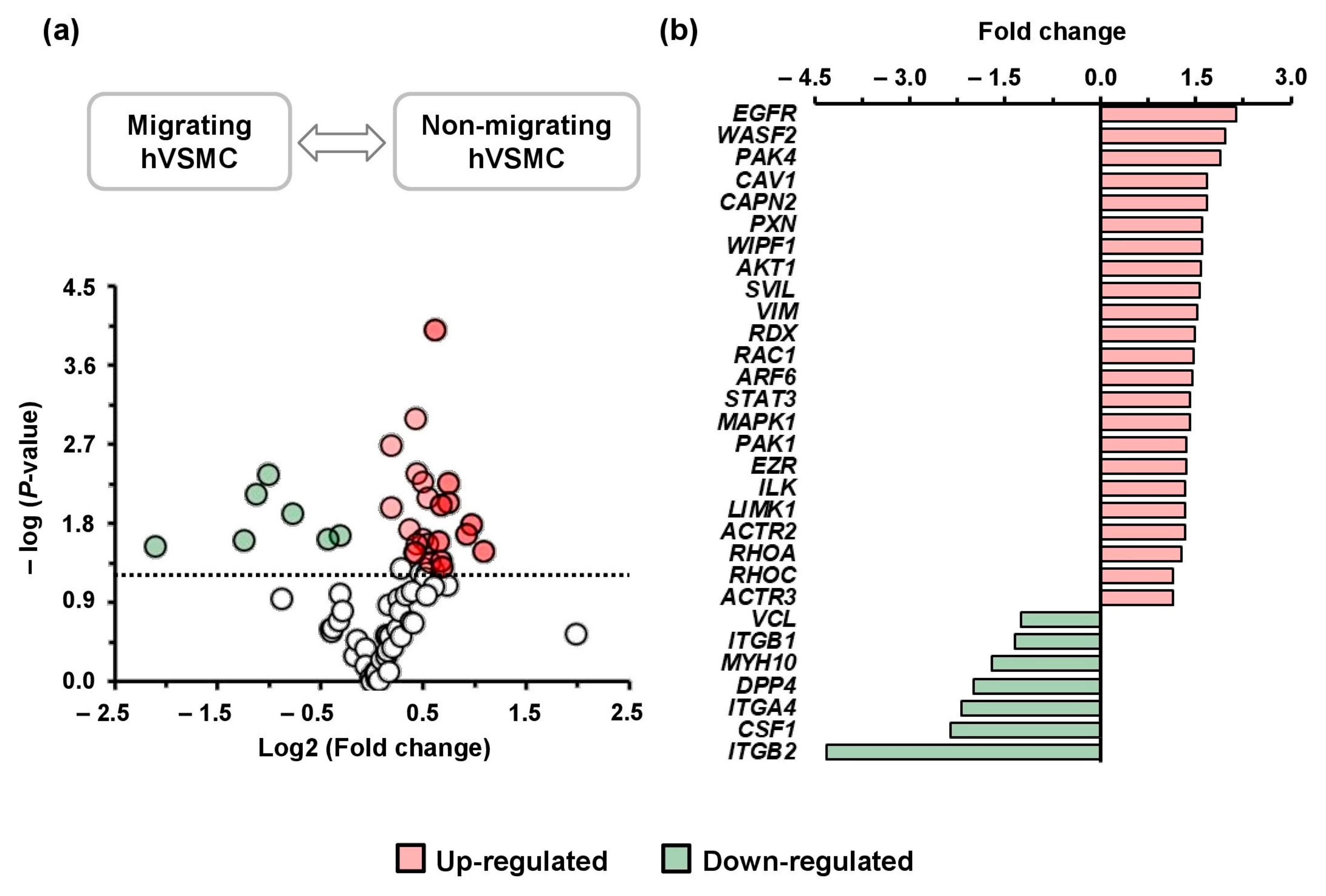 Cells 14 01245 g001 Cells 14 01245 g001