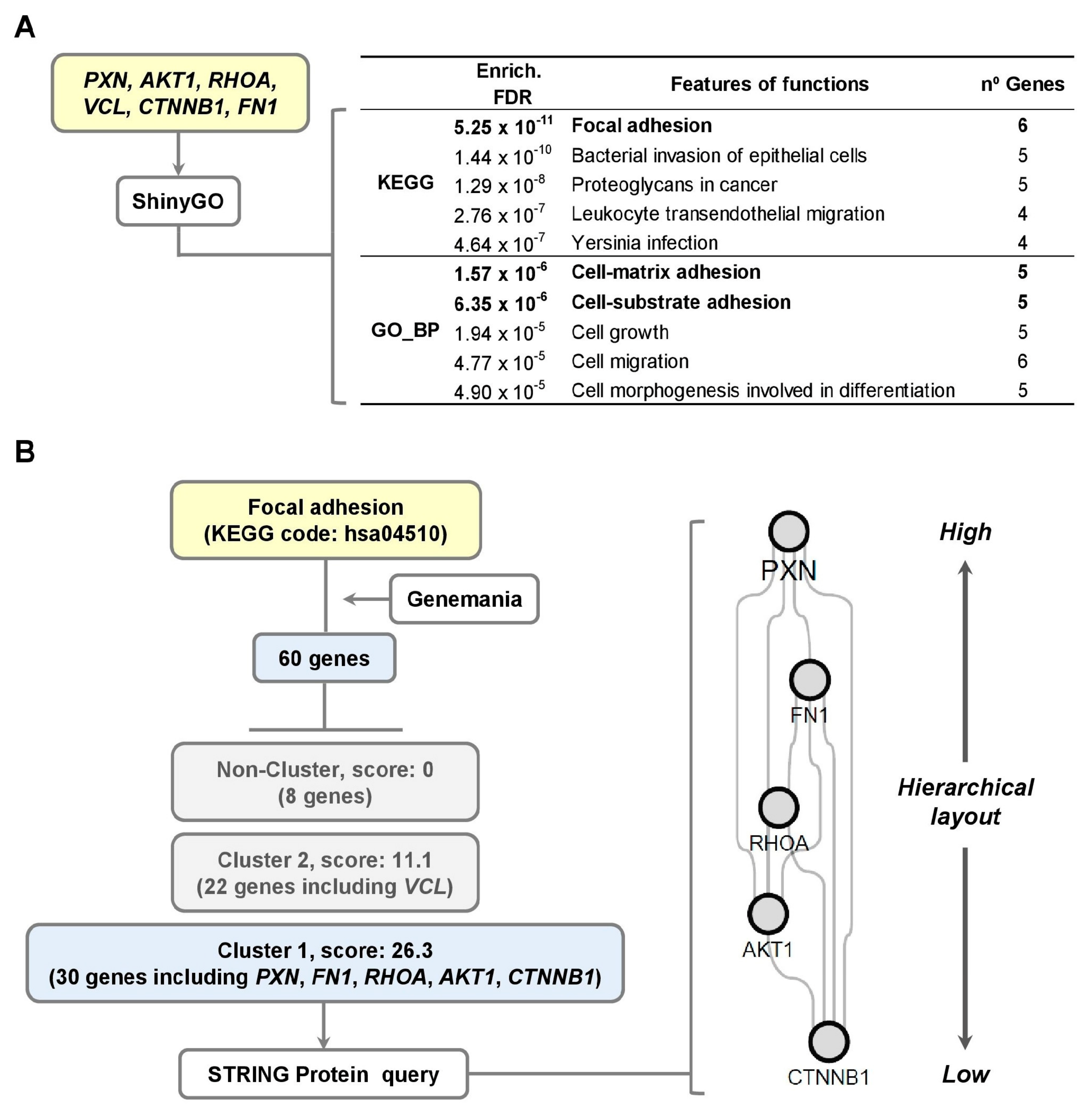 Cells 14 01245 g003 Cells 14 01245 g003