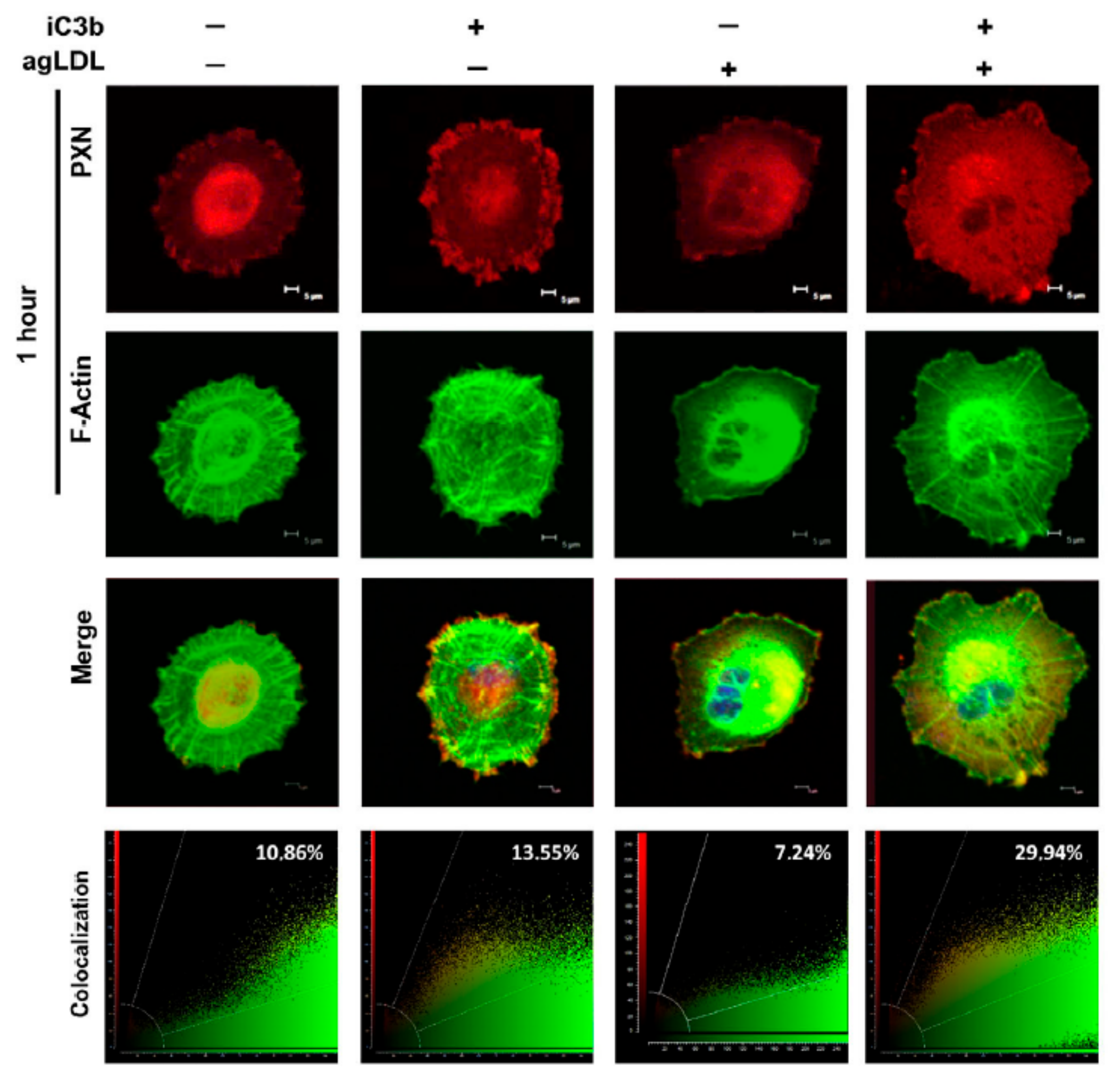 Cells 14 01245 g007 Cells 14 01245 g007