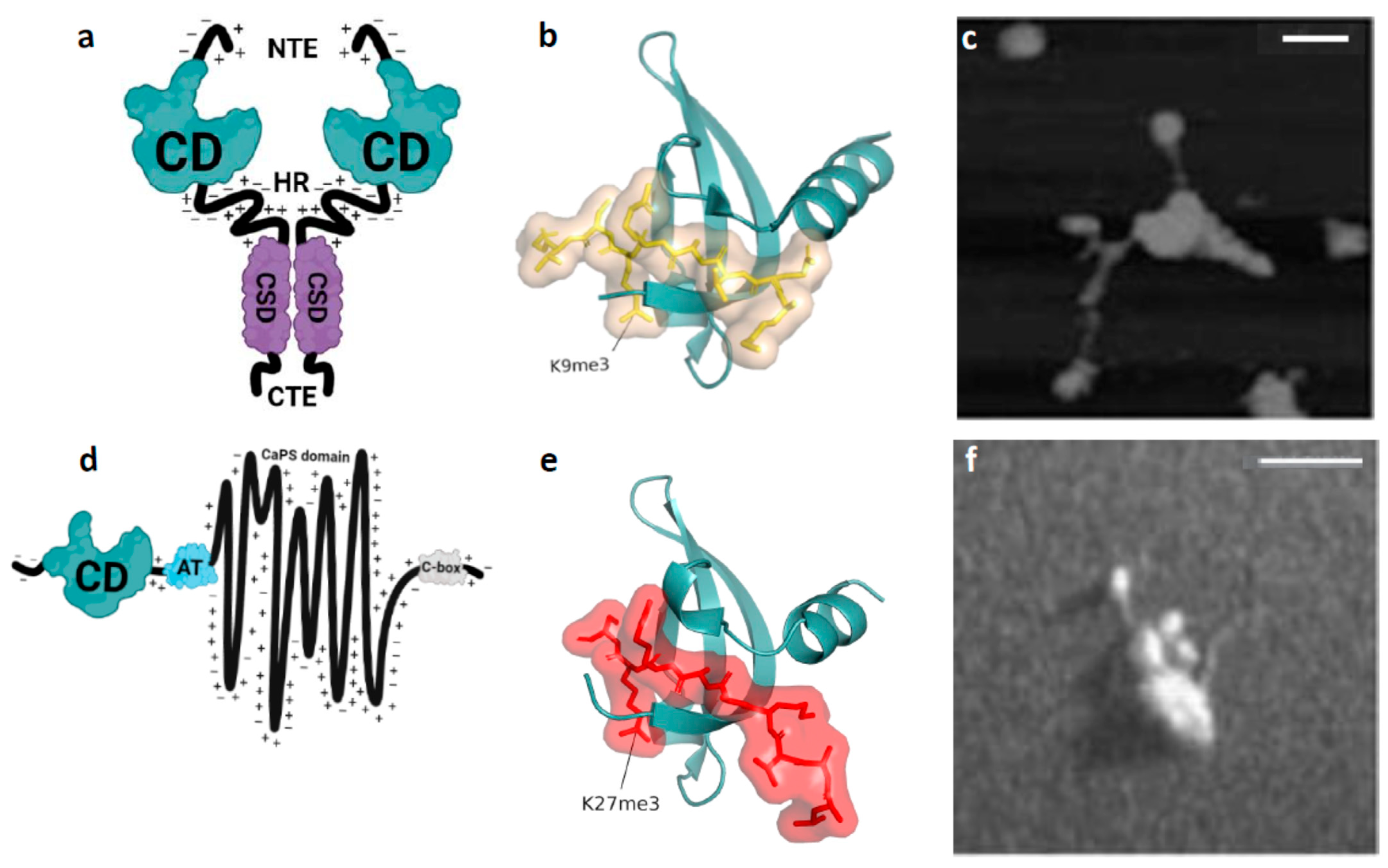 Cells 14 01249 g001 Cells 14 01249 g001