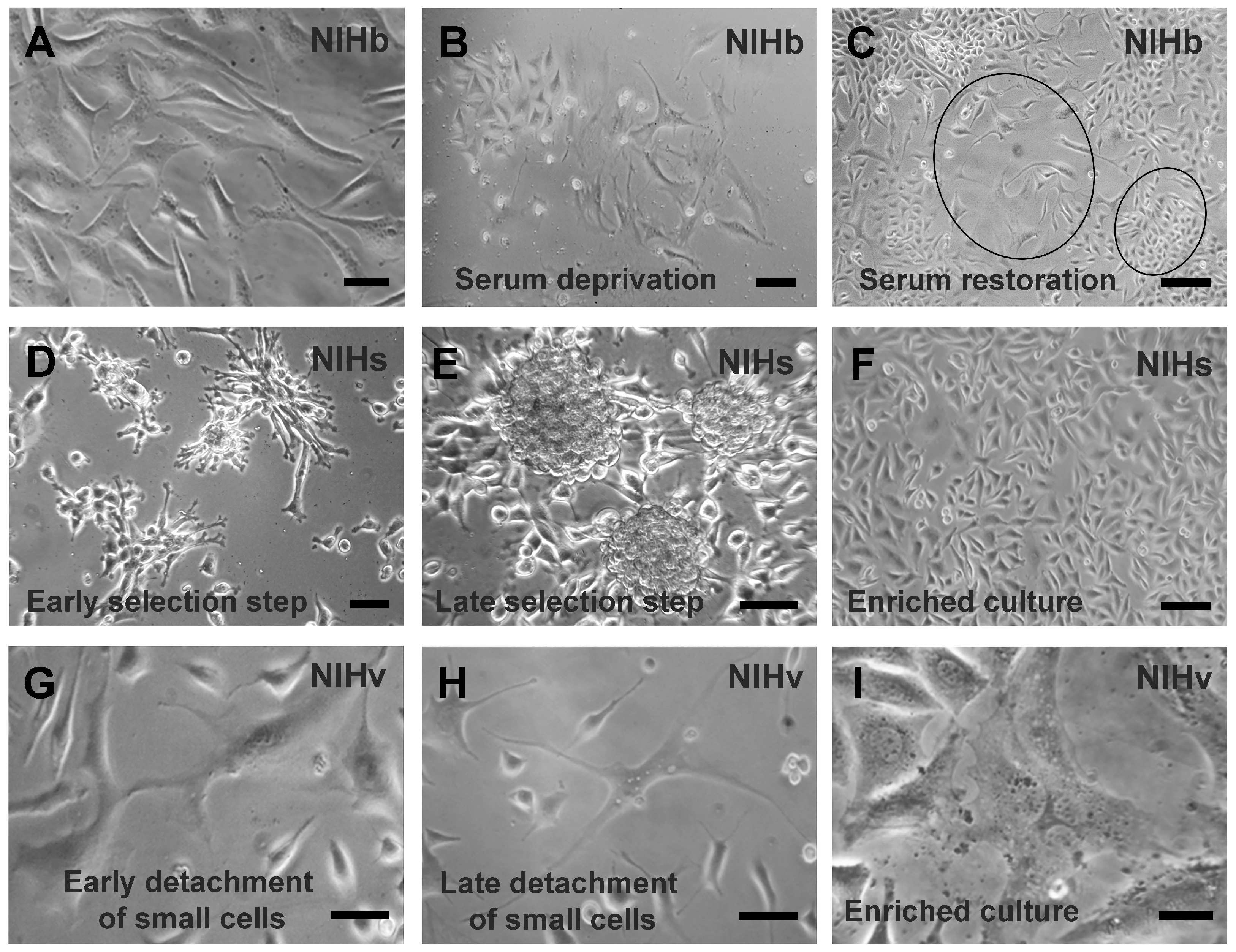 Cells 14 01268 g001 Cells 14 01268 g001