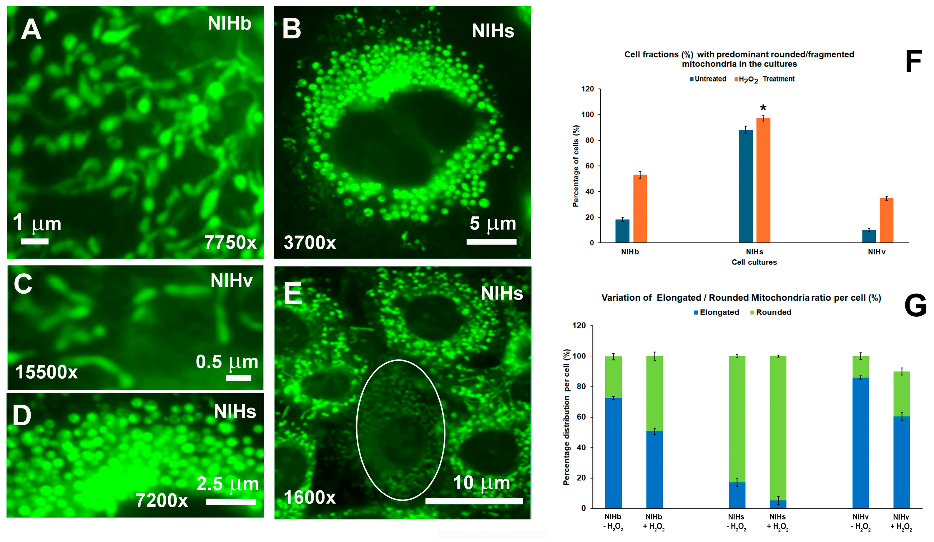 Cells 14 01268 g005 Cells 14 01268 g005