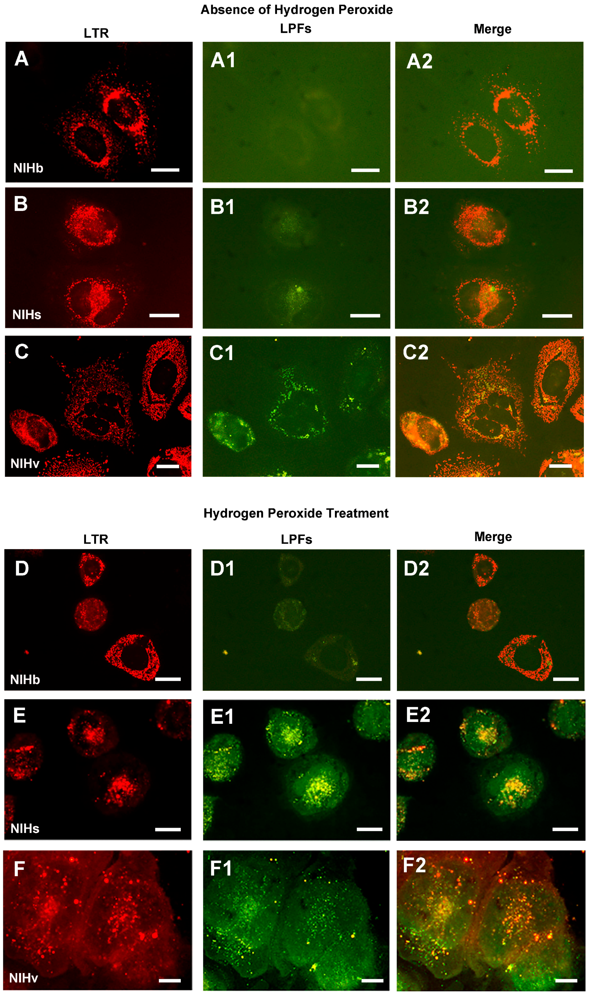 Cells 14 01268 g008 Cells 14 01268 g008