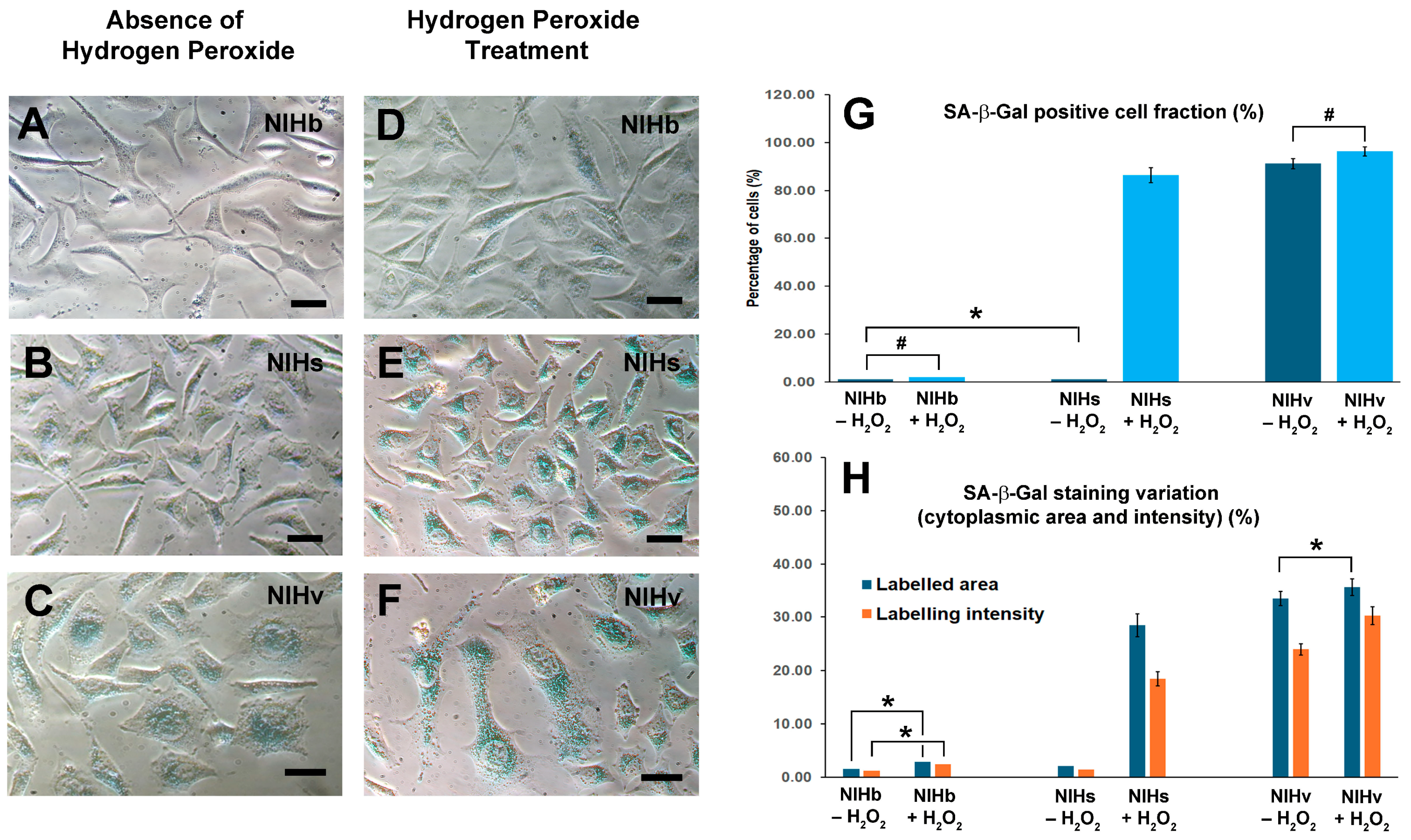 Cells 14 01268 g009 Cells 14 01268 g009