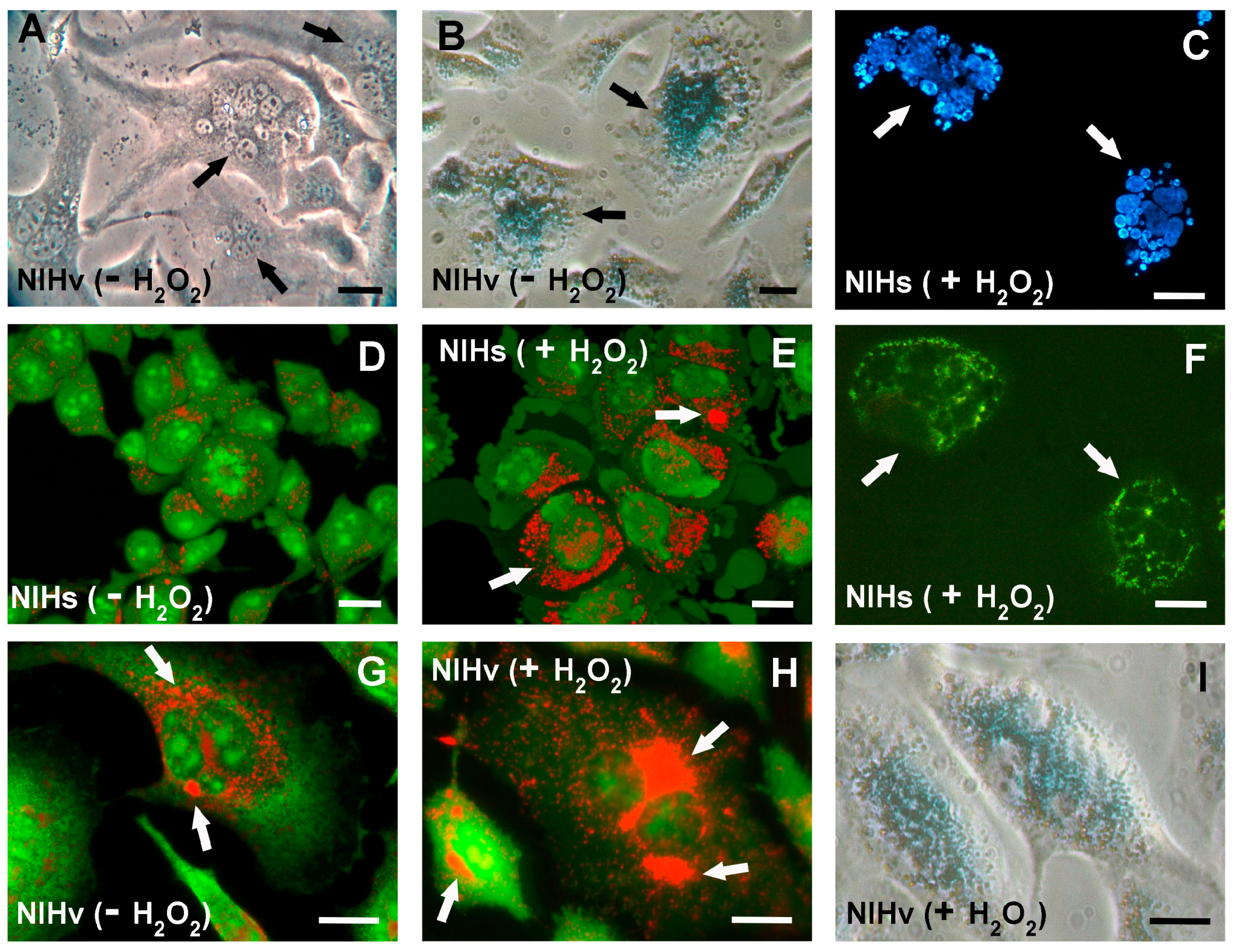 Cells 14 01268 g010 Cells 14 01268 g010