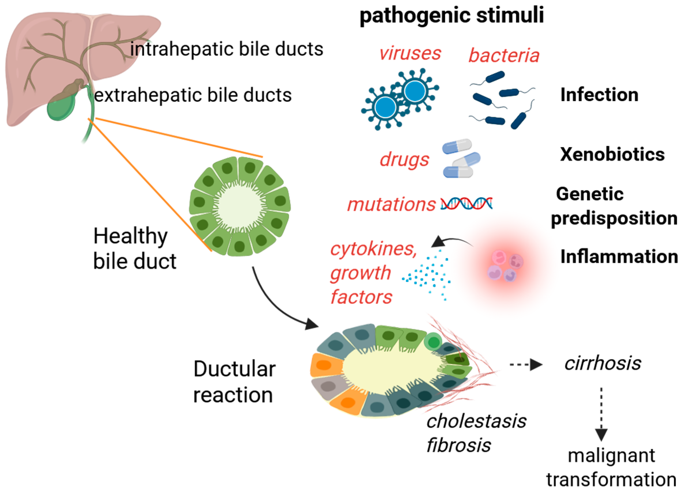 Cells 14 01274 g001 Cells 14 01274 g001