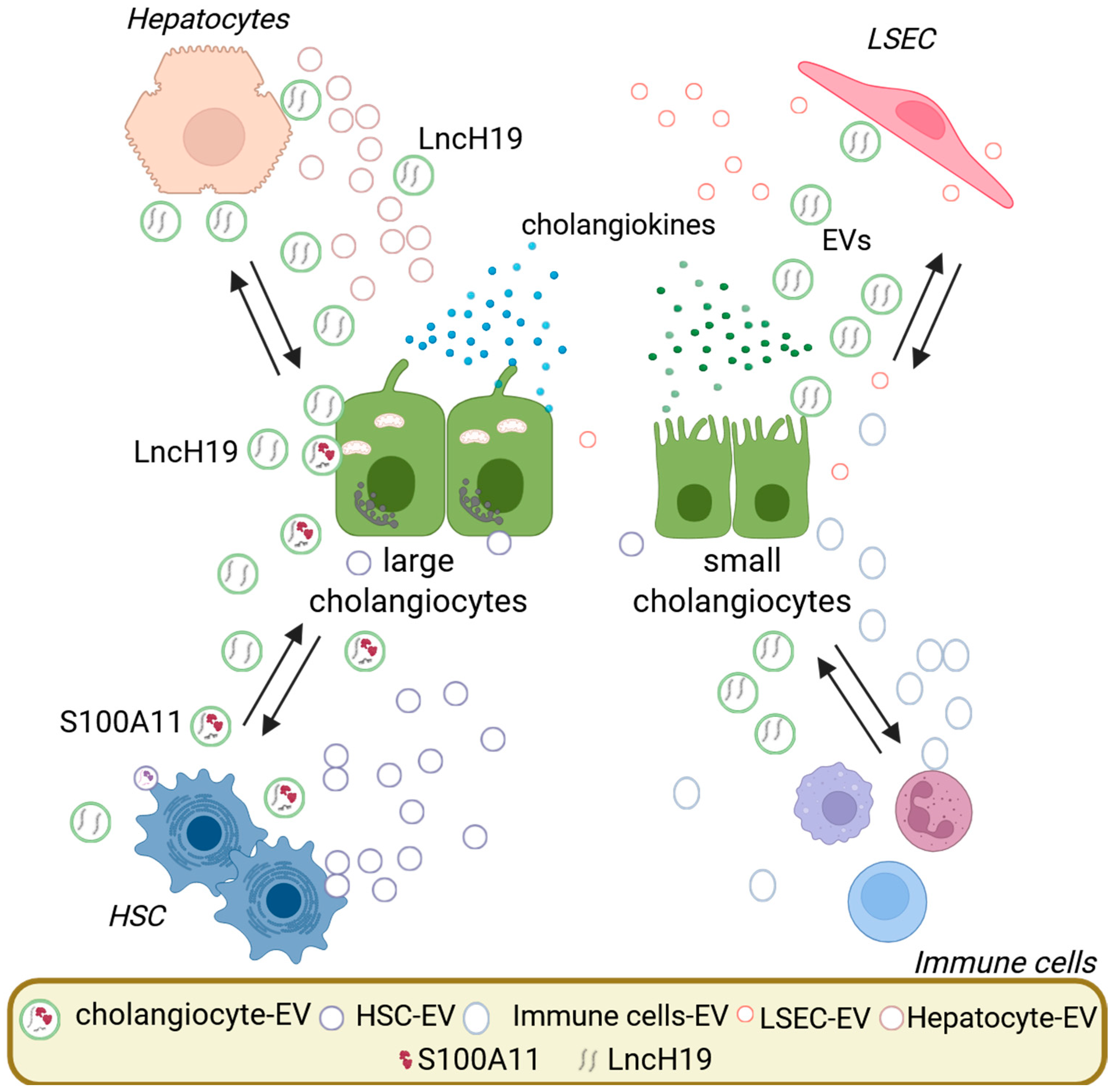 Cells 14 01274 g002 Cells 14 01274 g002