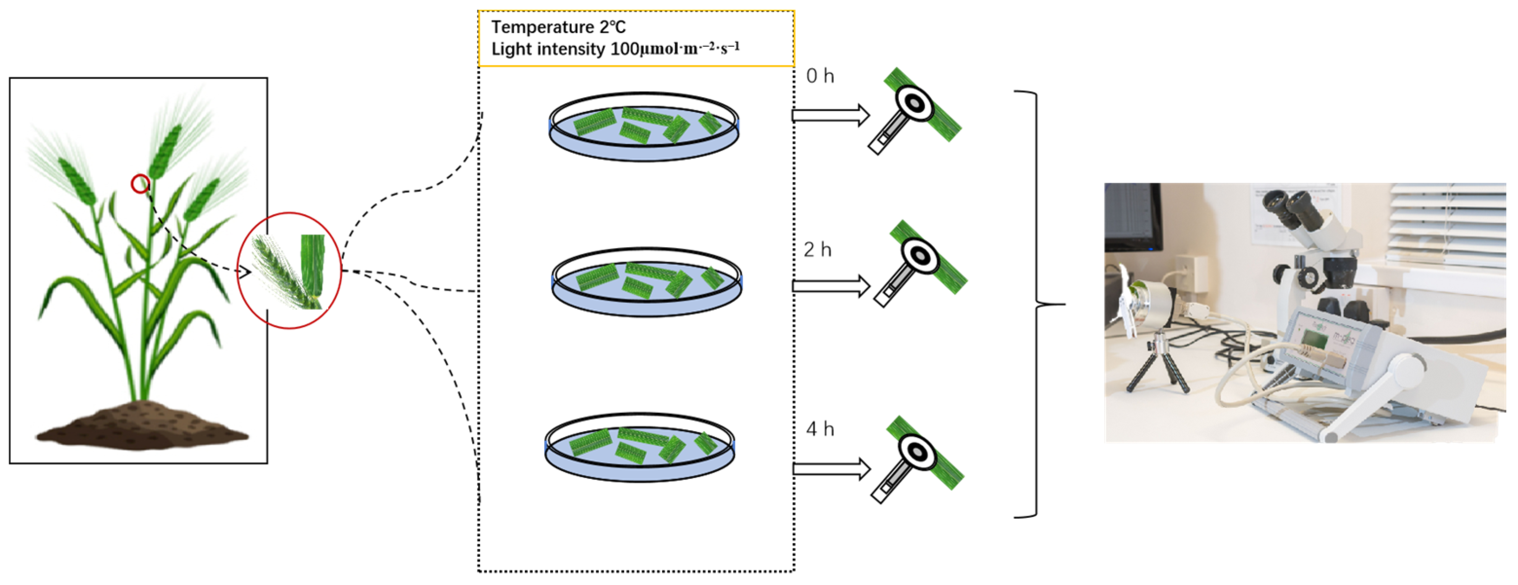 Cells 14 01275 g001 Cells 14 01275 g001