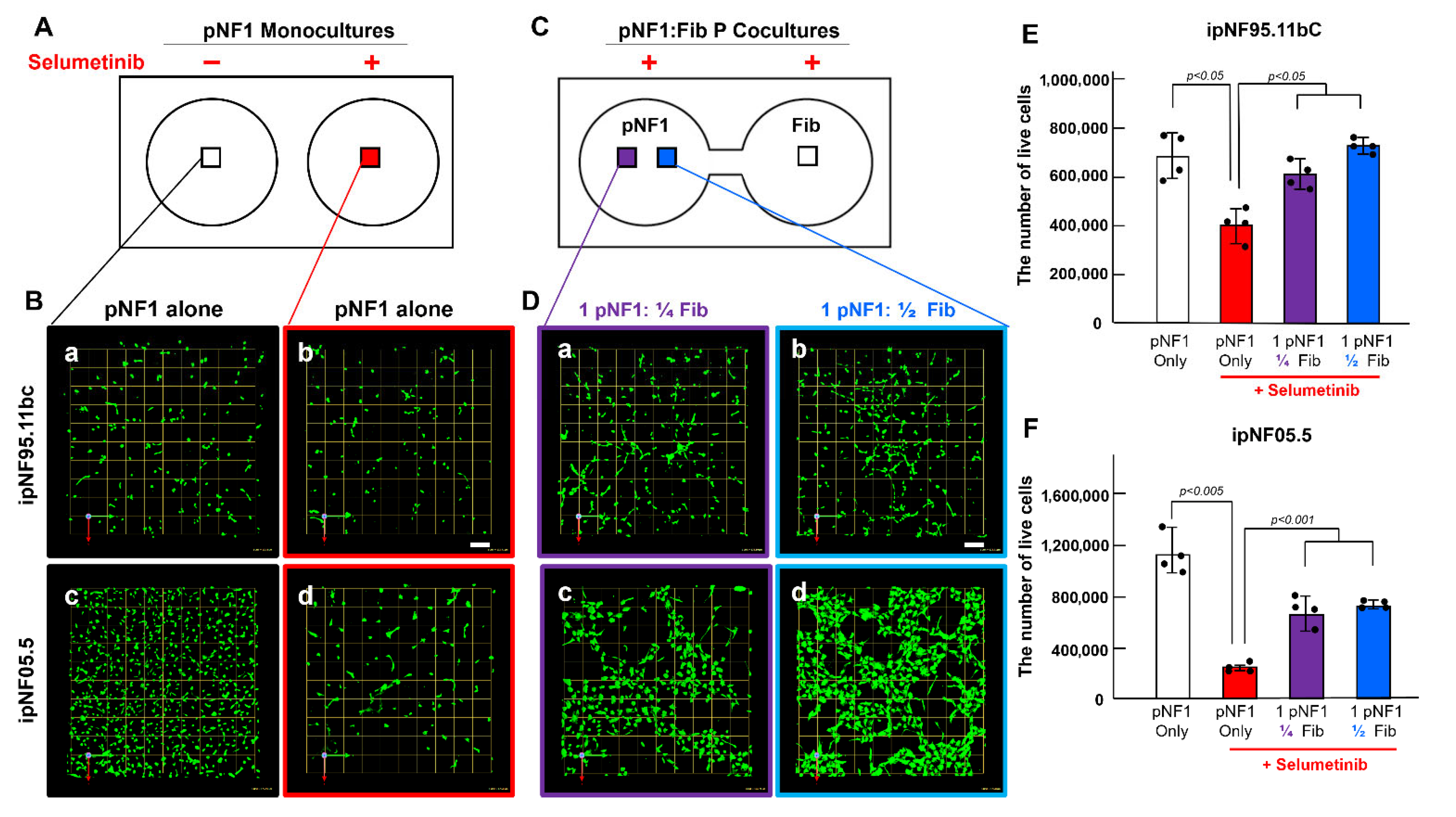 Cells 14 01276 g001 Cells 14 01276 g001
