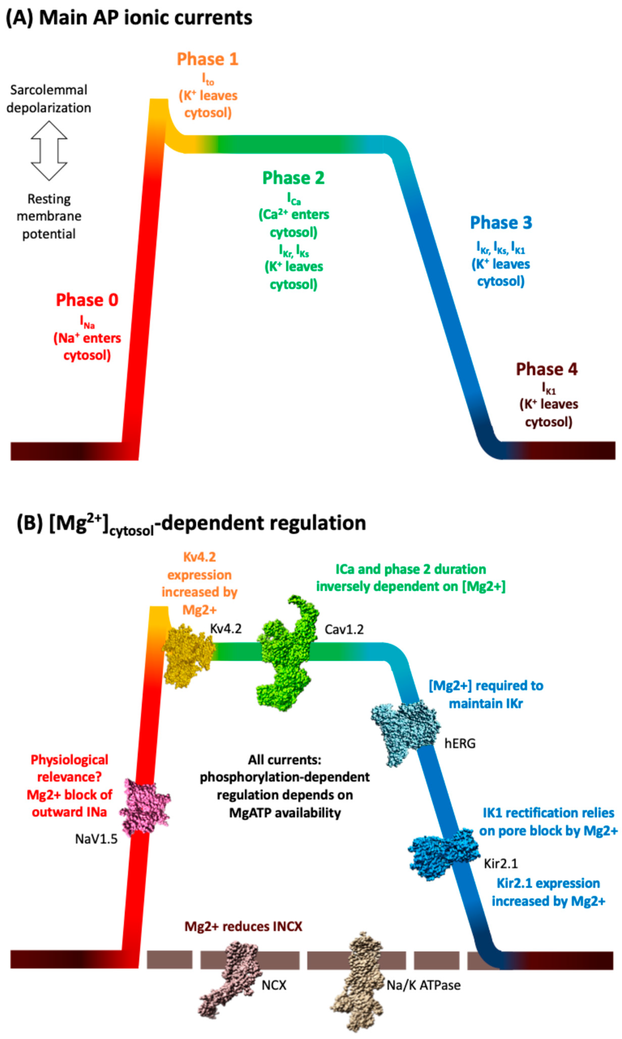 Cells 14 01280 g001 Cells 14 01280 g001