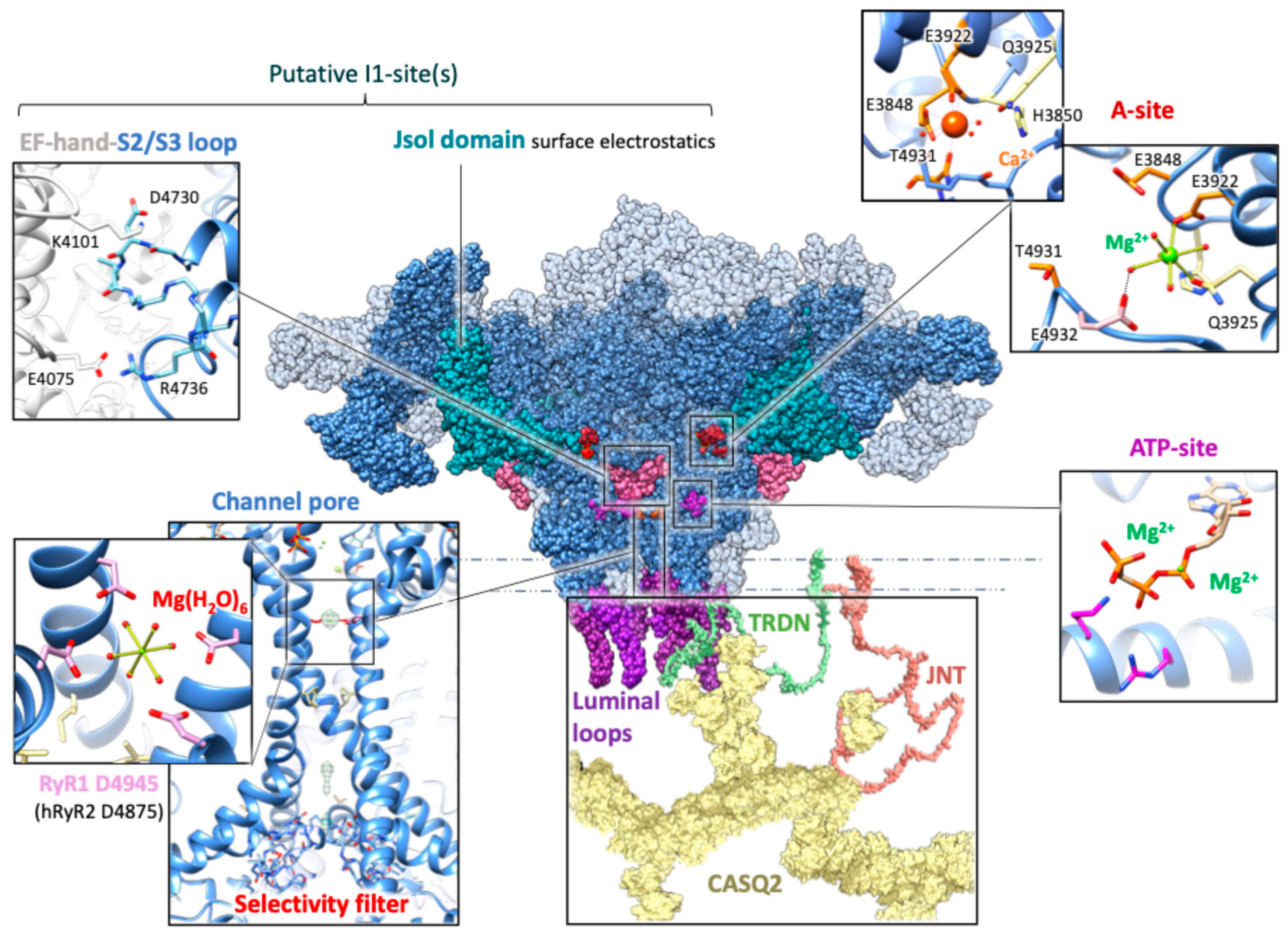 Cells 14 01280 g002 Cells 14 01280 g002