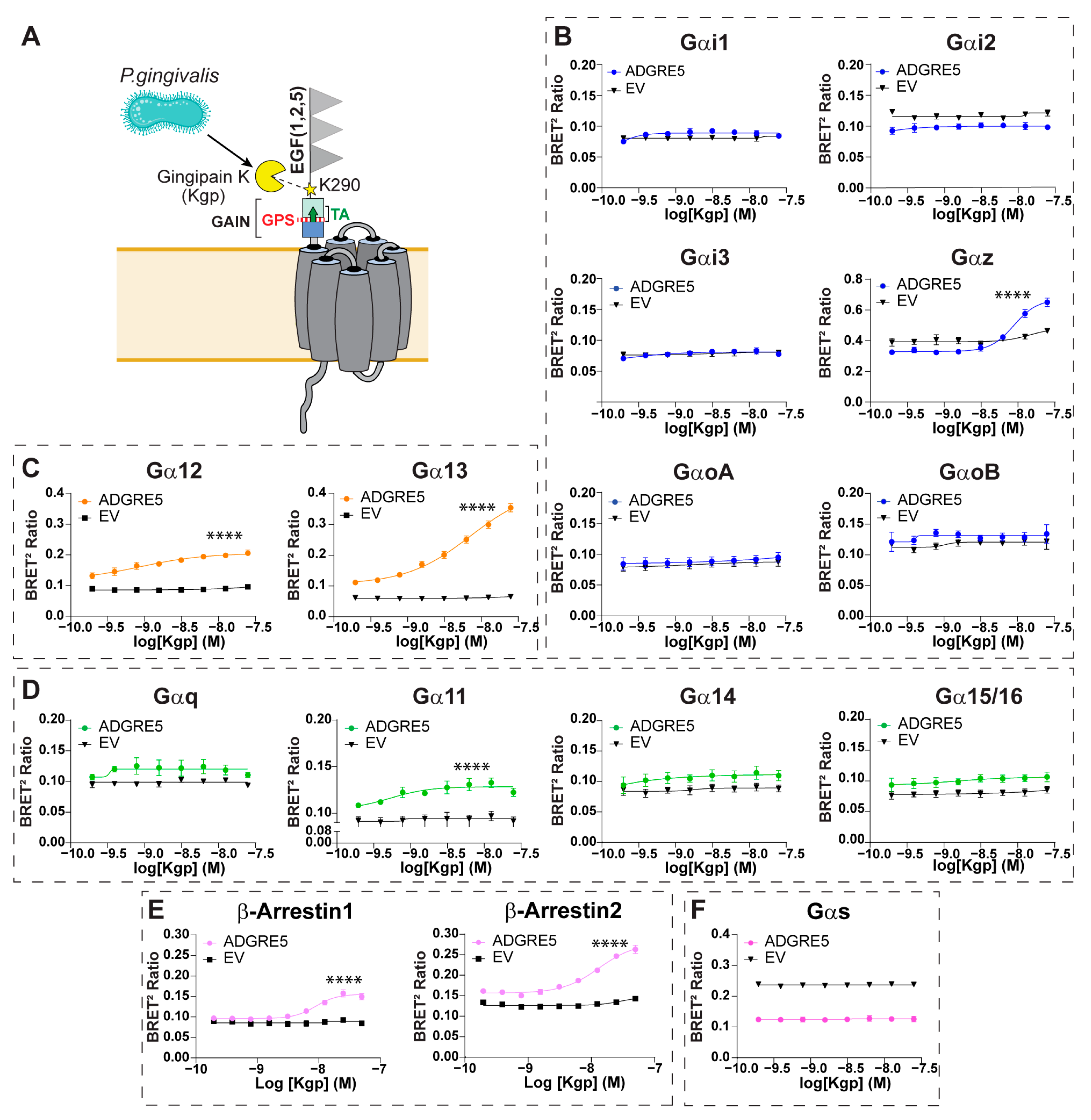 Cells 14 01284 g002 Cells 14 01284 g002