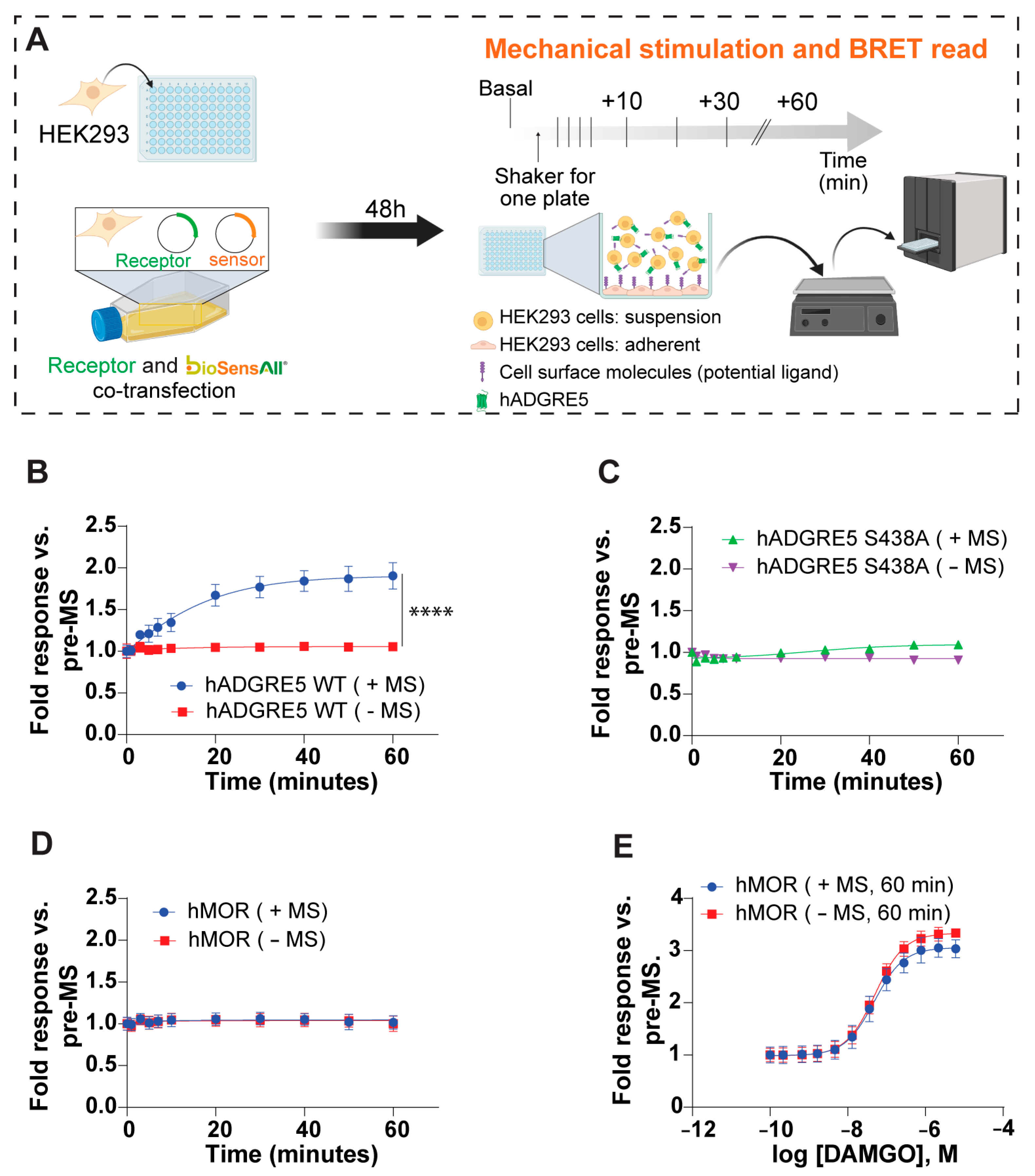 Cells 14 01284 g004 Cells 14 01284 g004