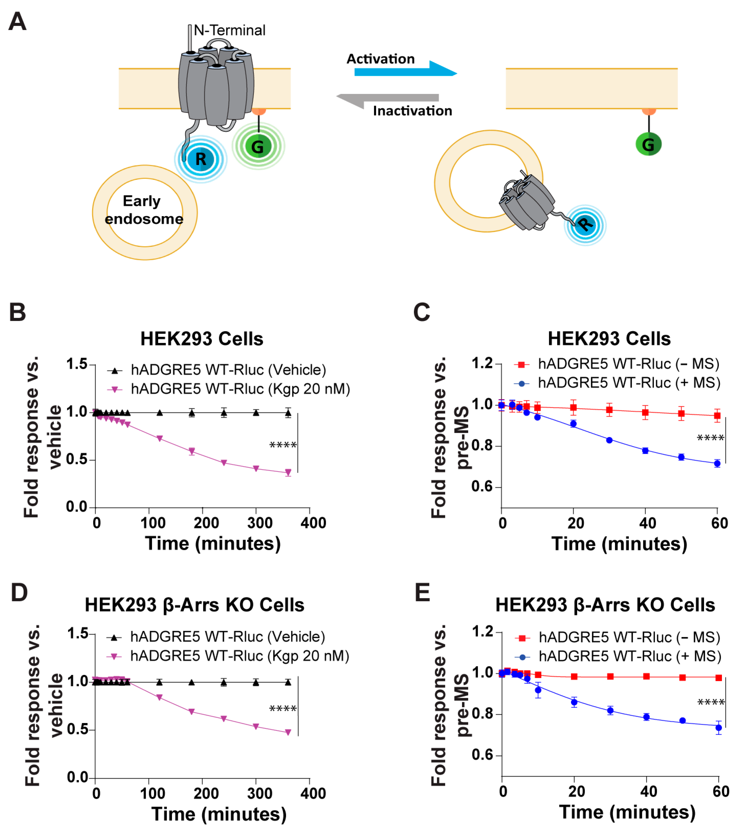 Cells 14 01284 g005 Cells 14 01284 g005
